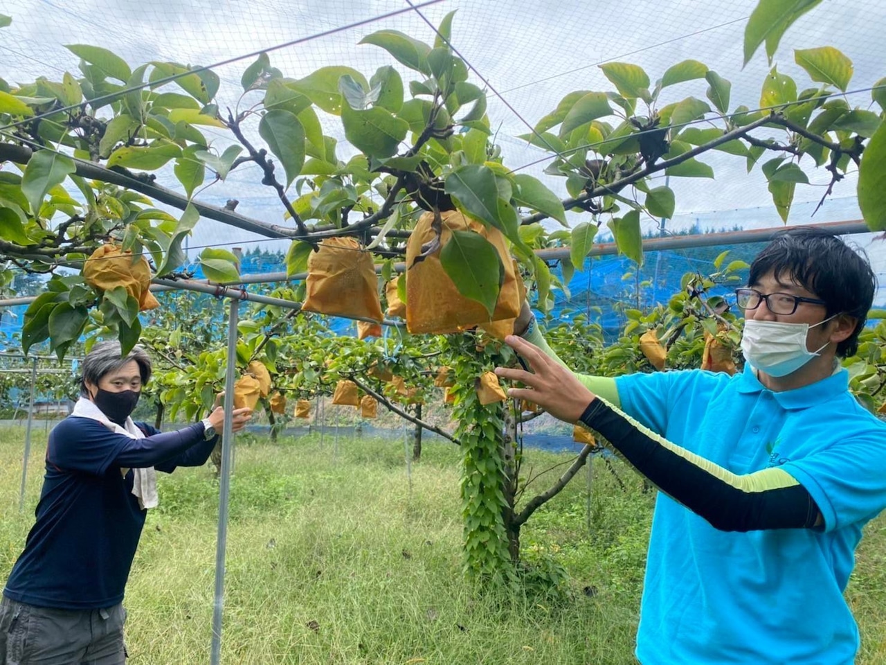 望の丘のかおり梨 【無添加•岡山県産】2022秋収穫（ドライフルーツ：フルーツ王国 王様のおやつ）　