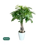 パキラ 観葉植物 7号 陶器鉢