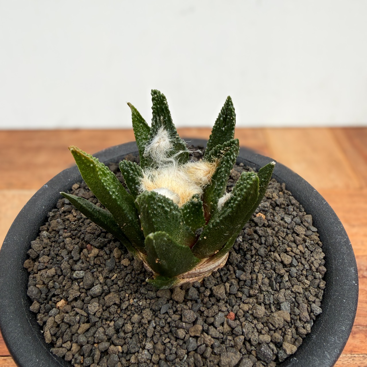 Ariocarpus bravoanus【アリオカルプス・ブラボアナス・実生】