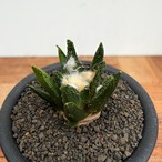Ariocarpus bravoanus【アリオカルプス・ブラボアナス・実生】