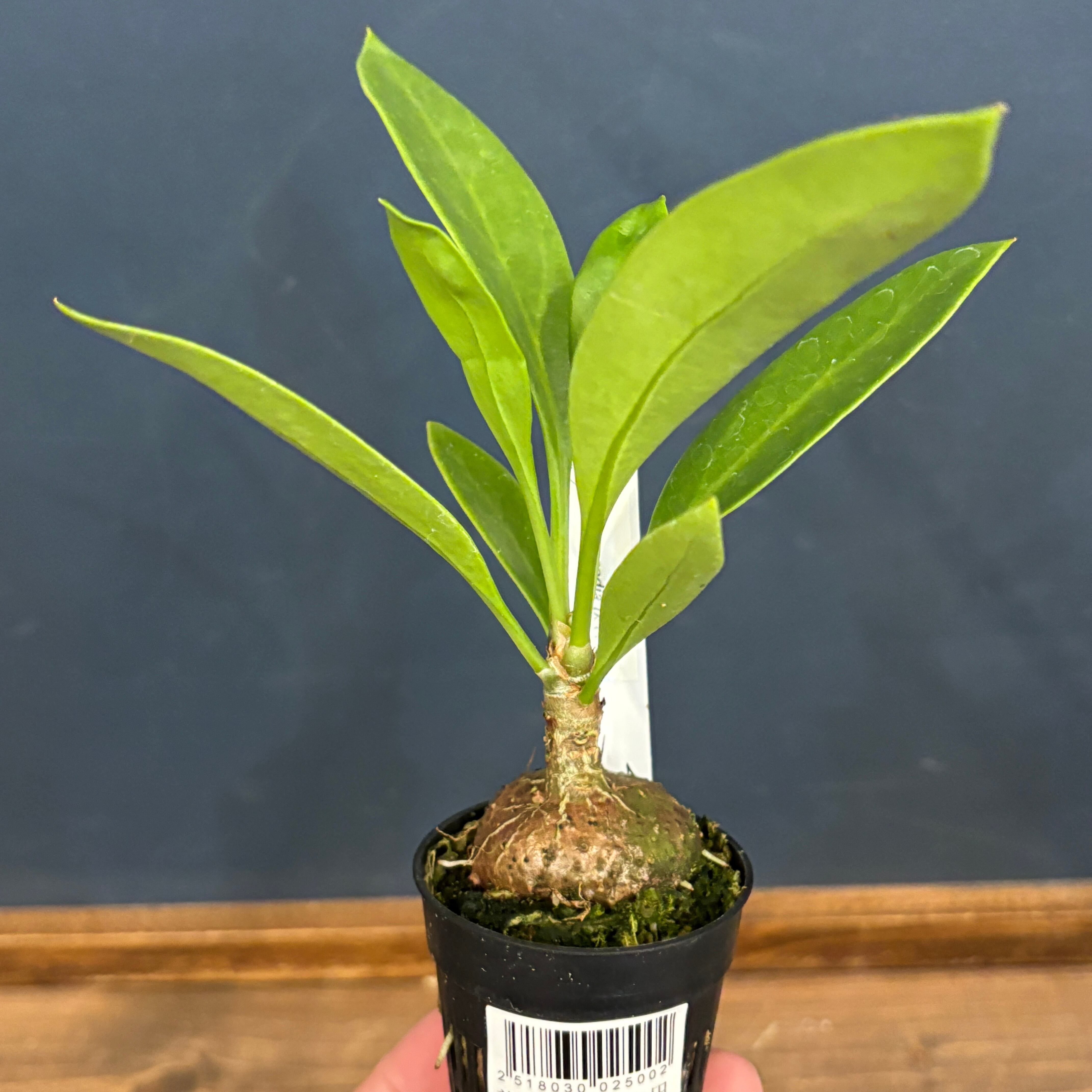 レカノプテリス lomarioides【578】 | PROTOLEAF プロトリーフ