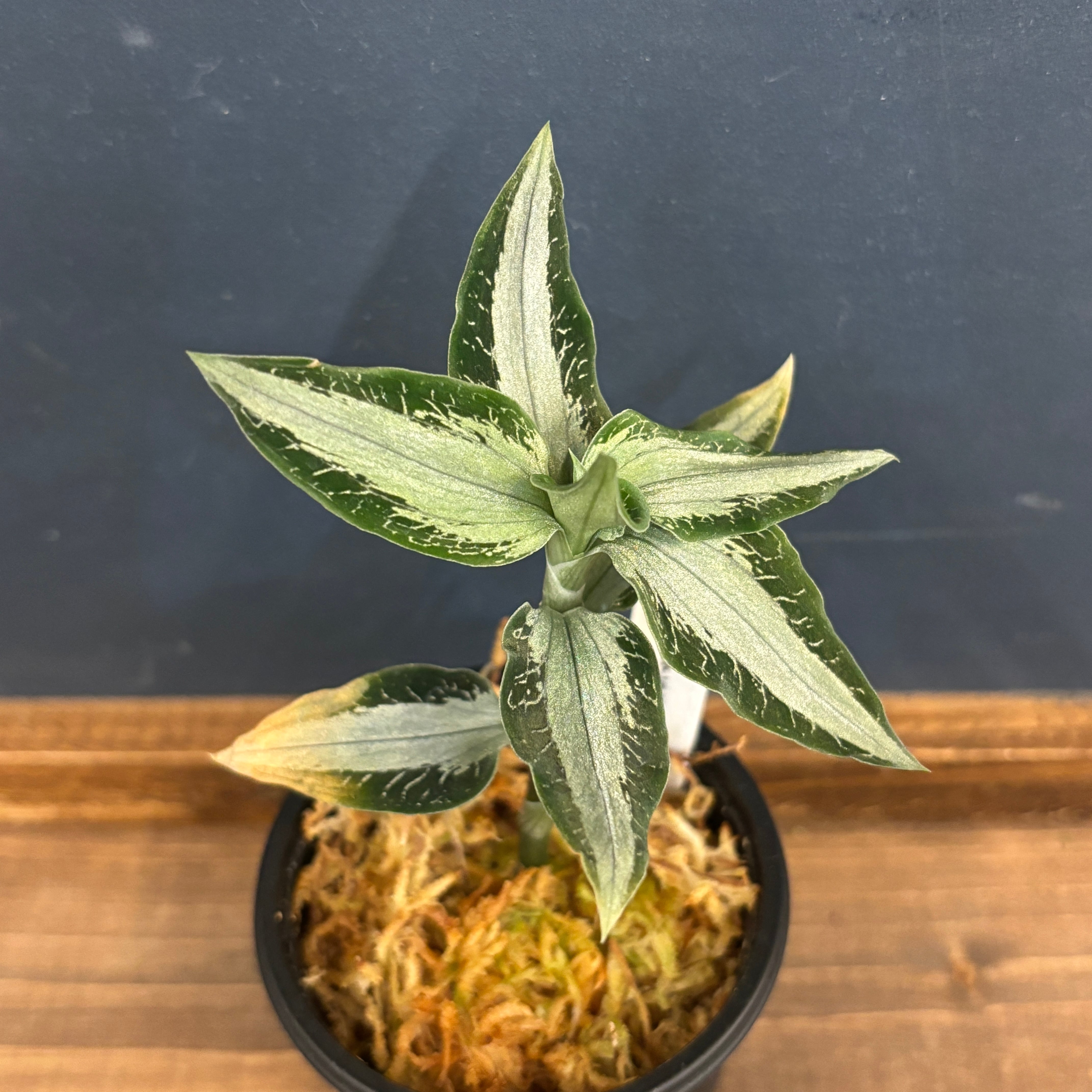 ジュエルオーキッドあべし様専用品種 | その他観葉植物 ジュエルオーキッドあべし様専用品種 | その他観葉植物