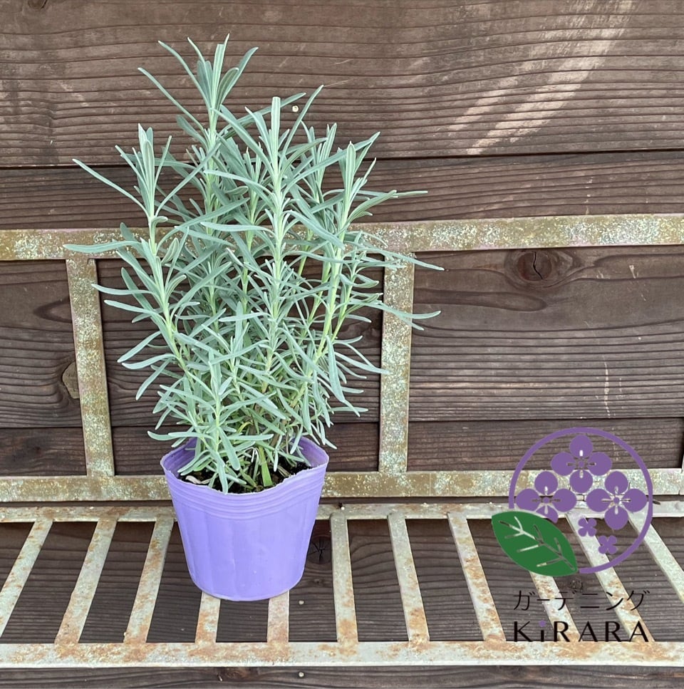 ラベンダー グロッソ | ガーデニングキララ オンラインショップ