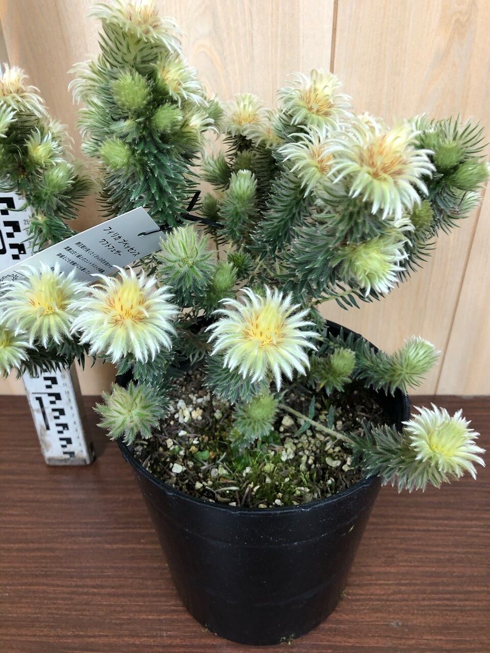 フィリカ プベッセンス 7号鉢 Saisho No 植物 観葉植物 Cpmalaysia Com フィリカ プベッセンス 7号鉢 Saisho No 植物 観葉植物 Cpmalaysia Com