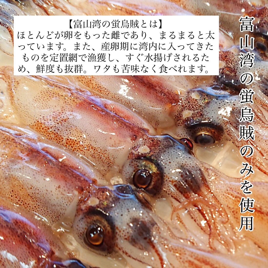 富山湾産 ほたるいか 素干し 40g 炙らなくても美味しい ワタたっぷり