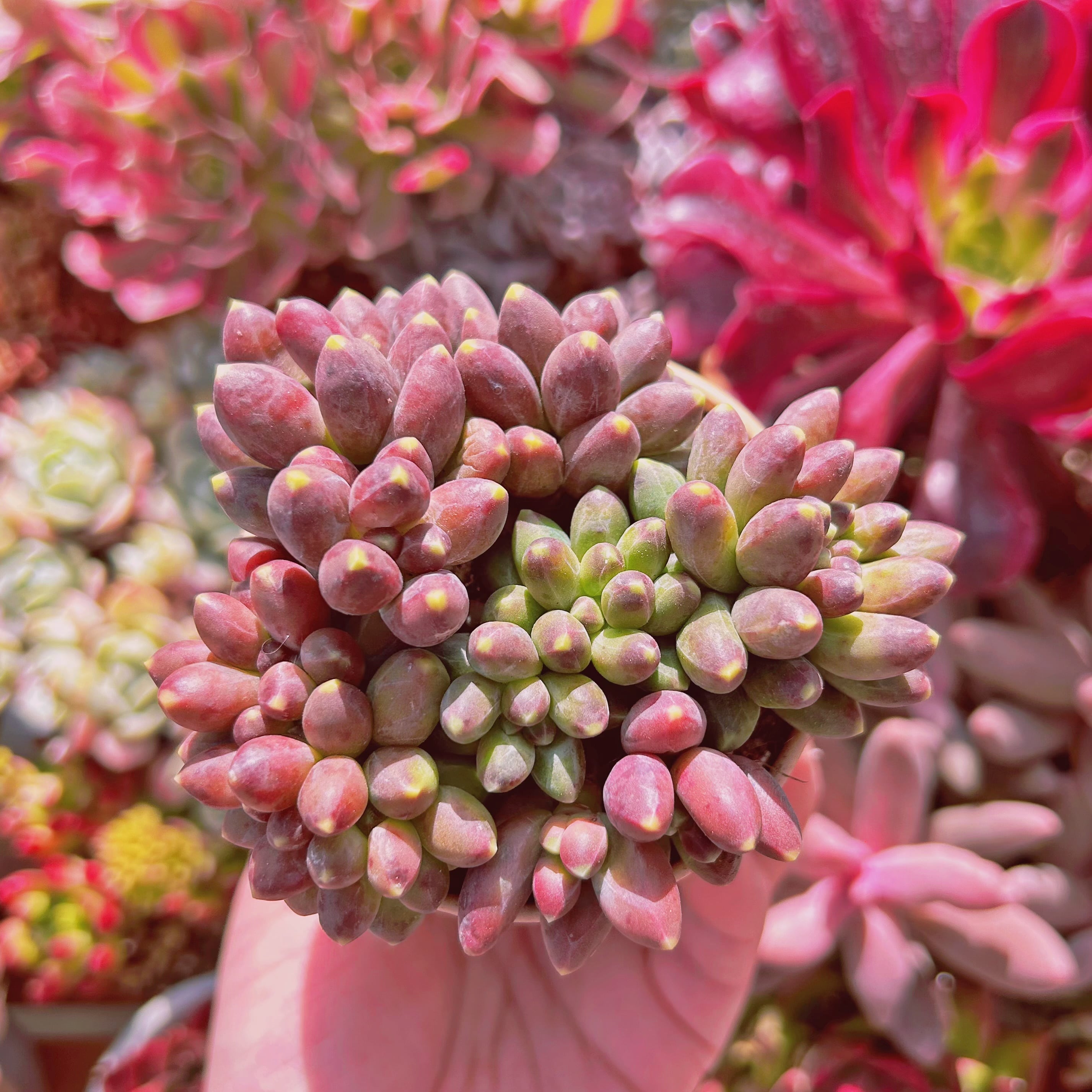 多肉植物　千代田の松　7頭以上