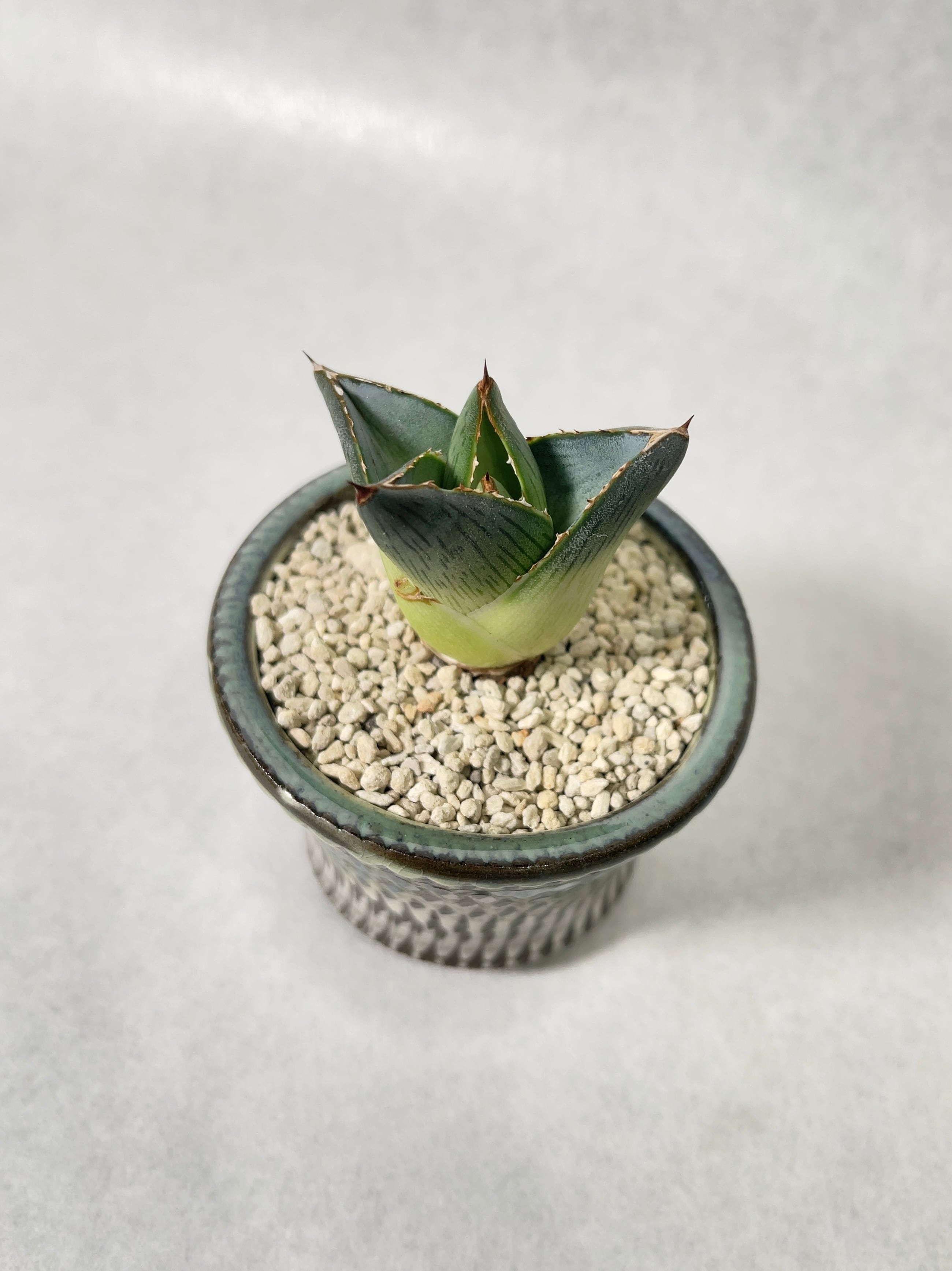 アガベ　プミラ斑入 アガベ プミラ 中斑 猫に葉を折られ、何回も腐りかけて、 梅雨が怖い