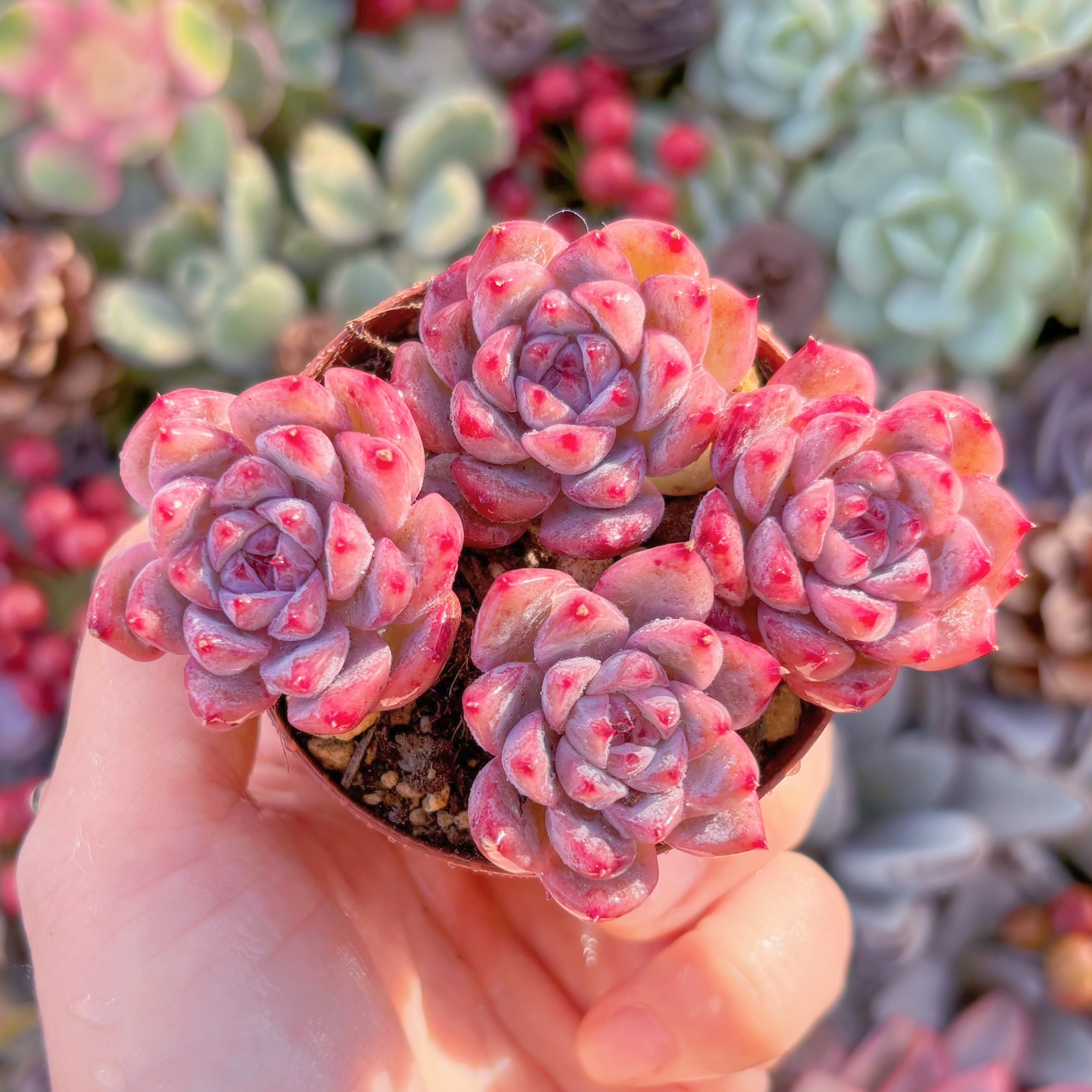 現品　レッドベルベットxラウイ#F041　るる農園