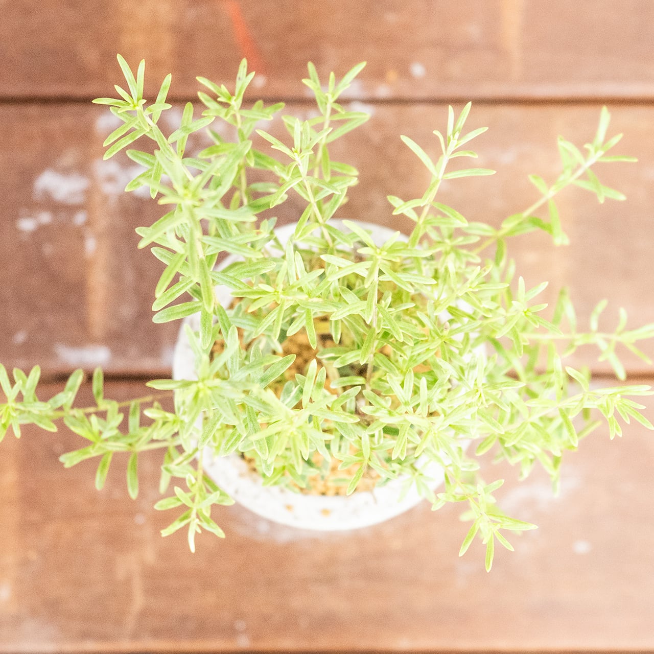 ウエストリンギア・ライムライト｜細葉が美しい爽やかグリーンのインテリア植物【虫発生抑制／手づくりモルタル鉢】