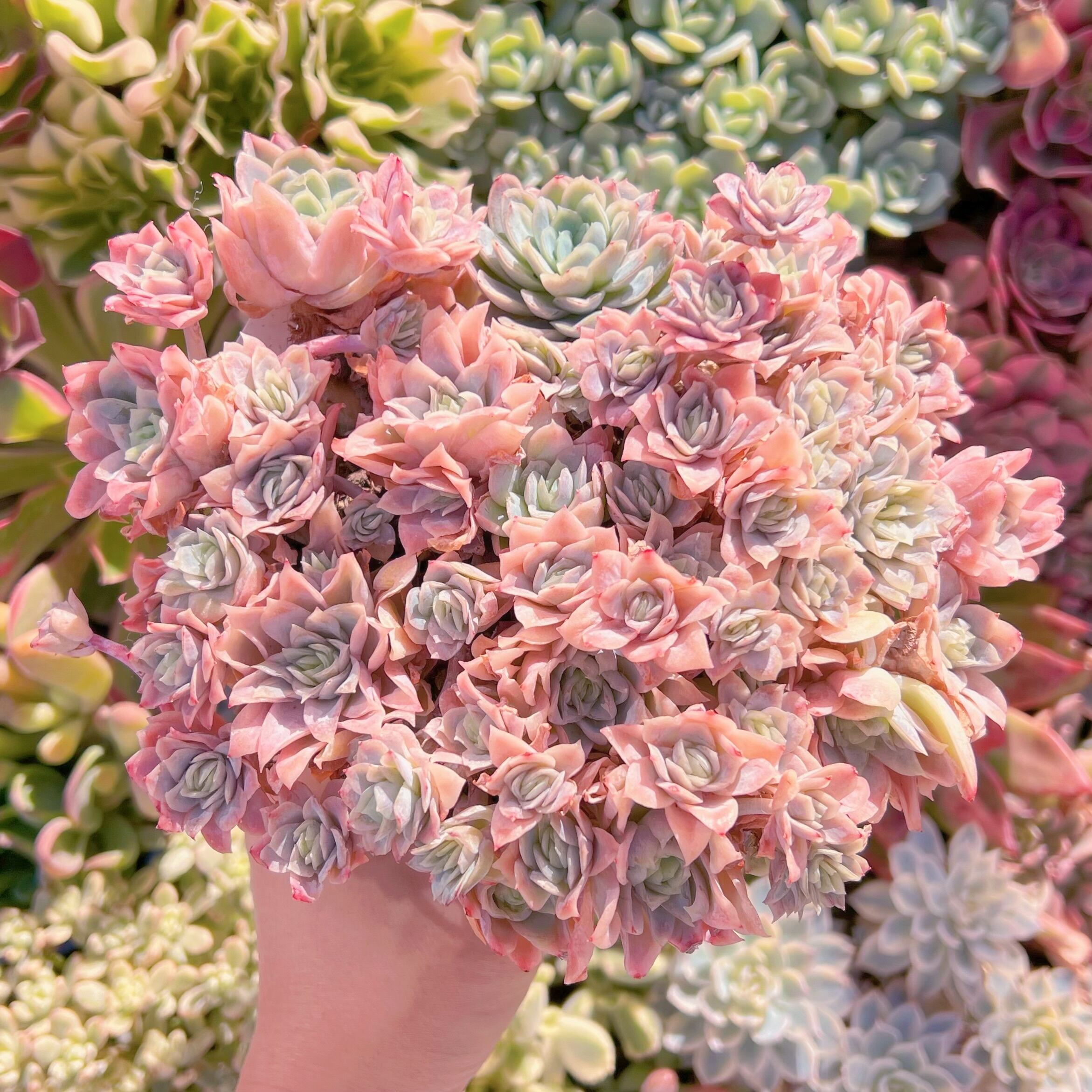 現品　クィーンローズ覆輪錦#662　特大群生　新入荷