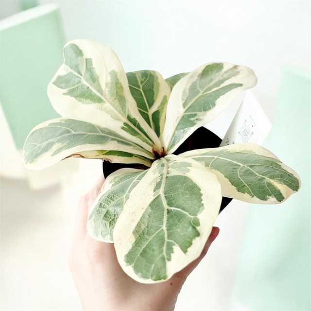 《人気》アンスリウム フォルゲッティ5号鉢 観葉植物 calm cafe