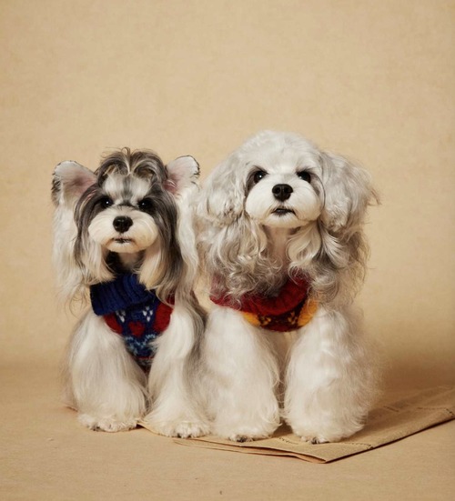 [予約販売] Cute patterned colorful knit