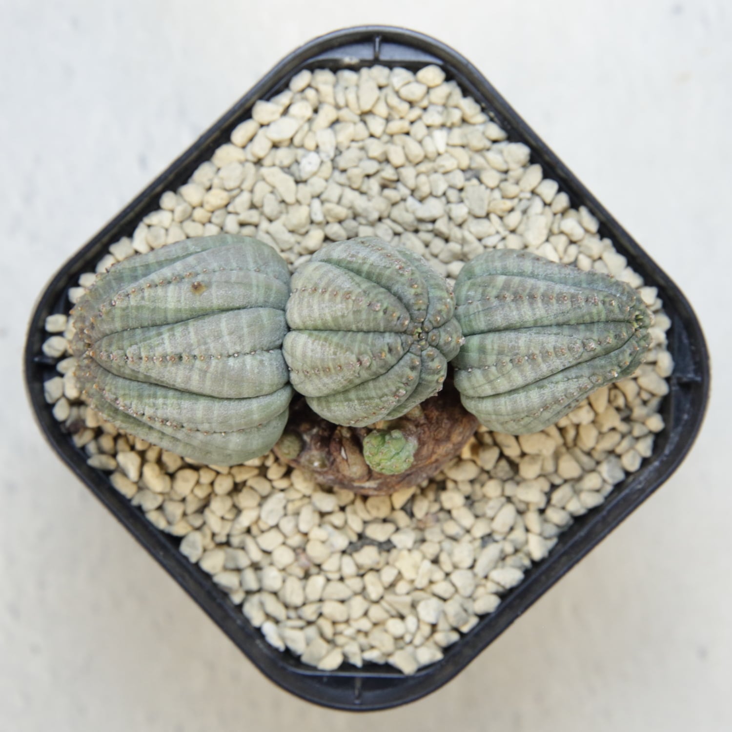 厳選株】成長点潰れ 仔吹き 木質化 オベサ / ユーフォルビア