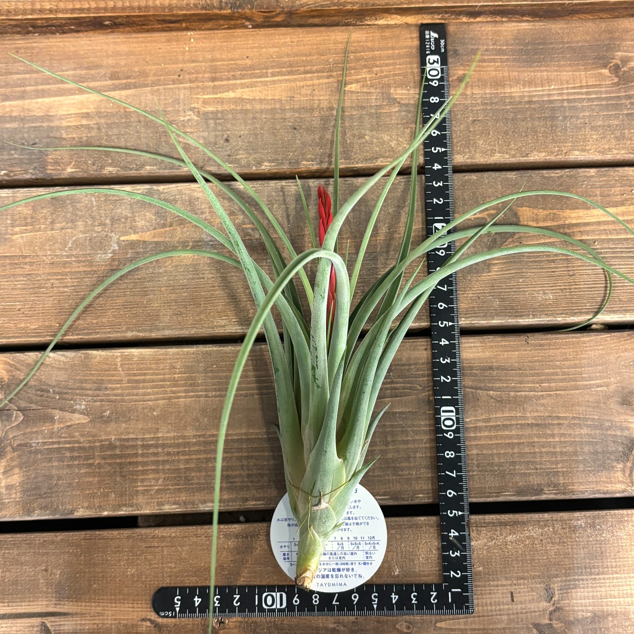 チランジア　(カプトメデューサ × ベルニコーサ) × エスピノーサ【593】