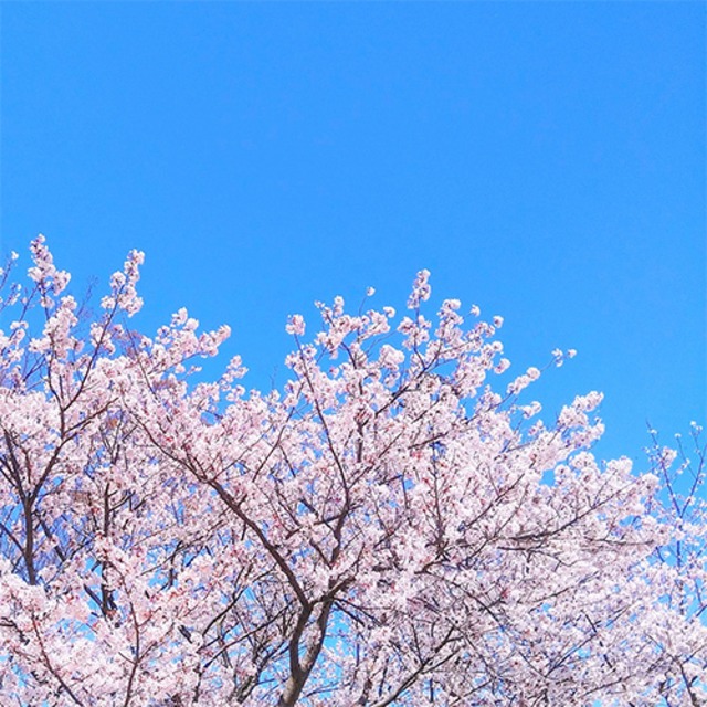カラオケCD付ピース楽譜「さくら」森山直太朗 桜ソングの定番