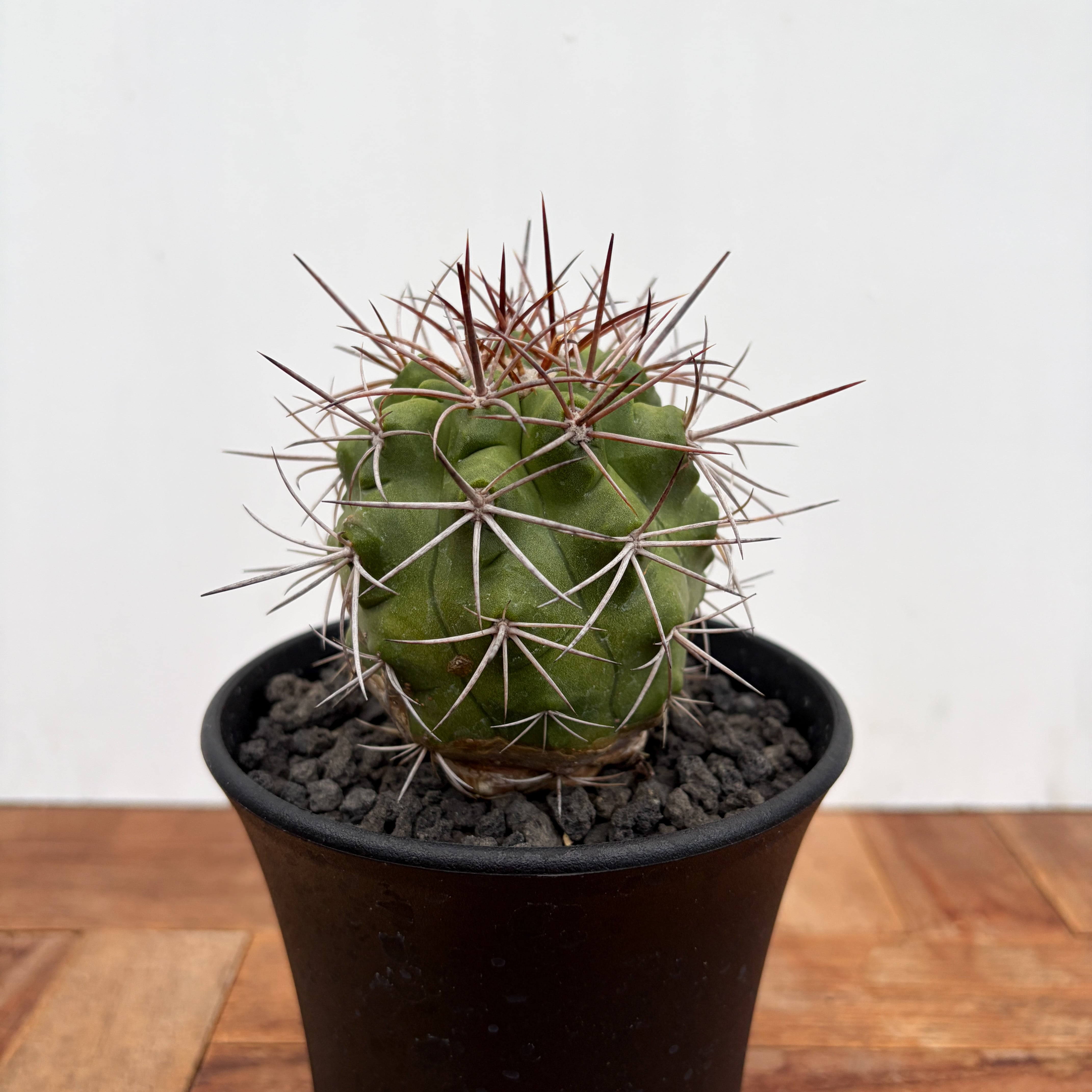 Copiapoa Haseltoniana【コピアポア・ハセルトニアナ・実生】 | RIMO'S