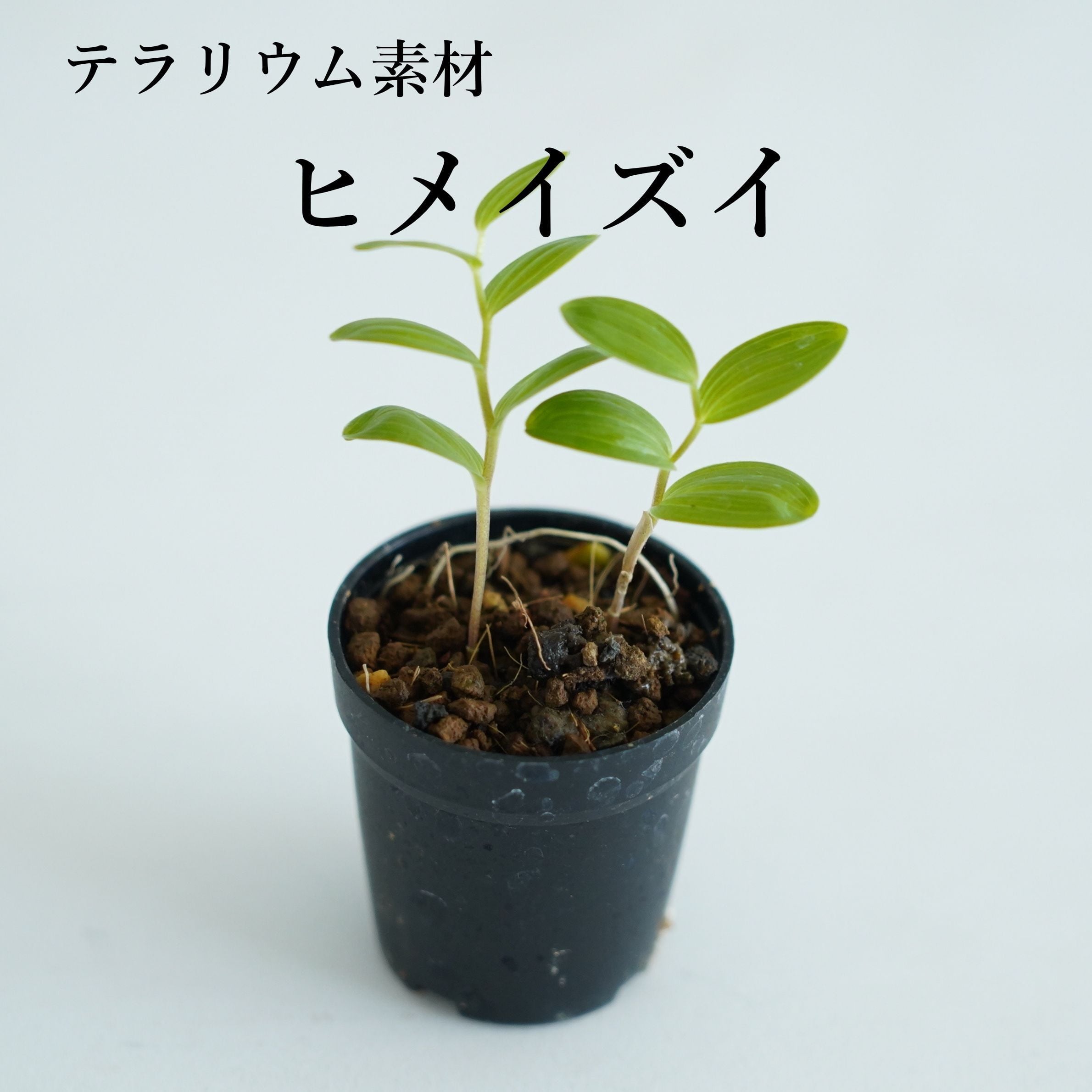 山野草 | 苔テラリウム専門ショップ道草