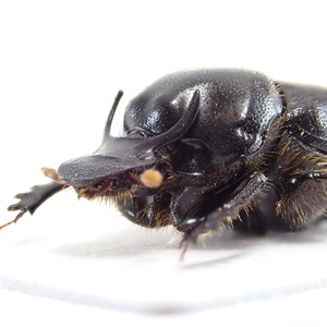 インドネシア産 Onthophagus rugulosus ♂♀ 10mm/10mm