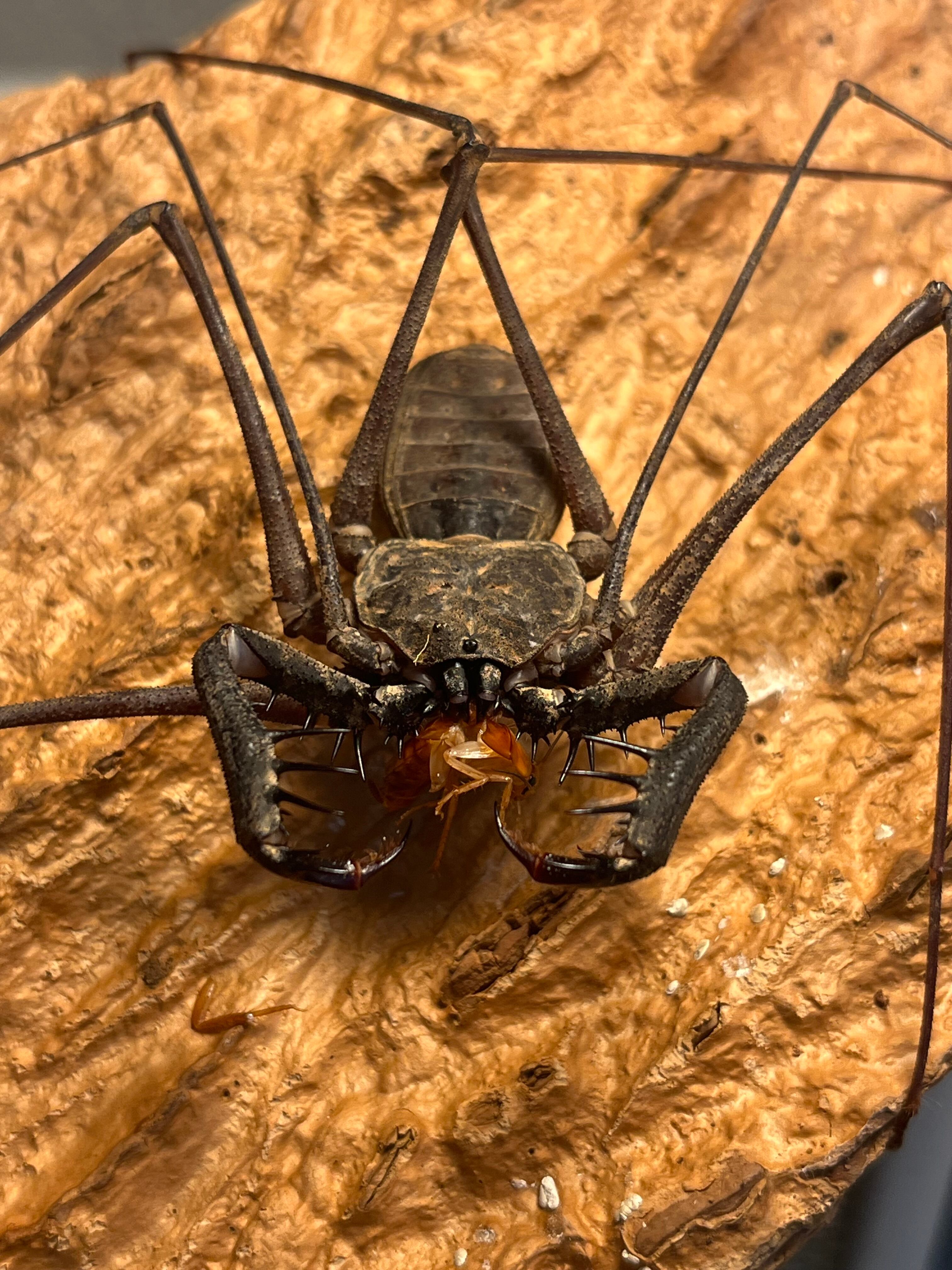 LAST南米腕虫】Heterophrynus elephasウデムシ ヒヨケムシ 三大奇蟲