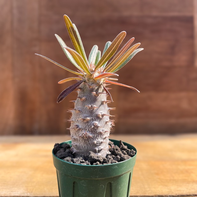 Pachypodium rosulatum var.cactipes【パキポディウム・カクチぺス・実生】