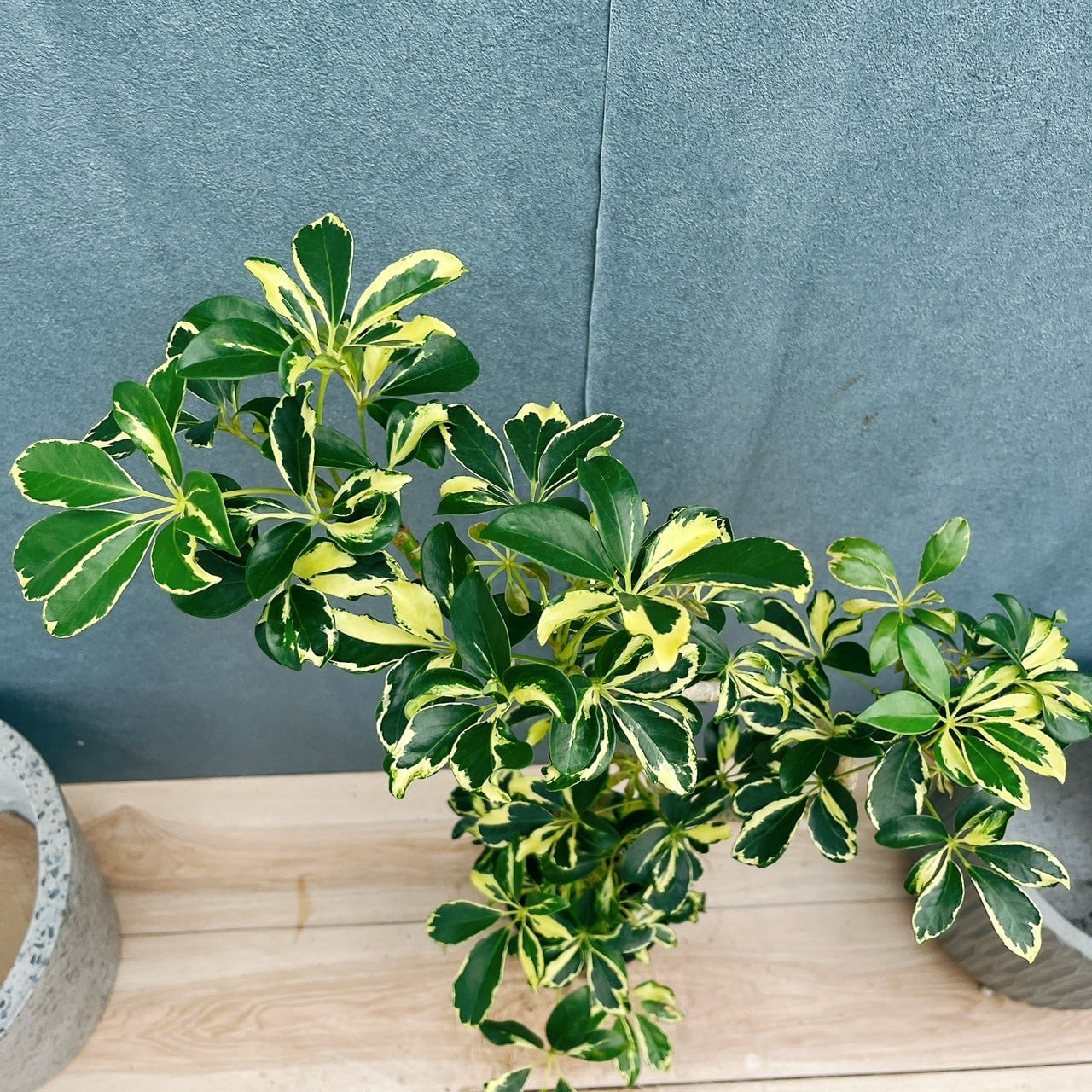 現品］☆初出品☆ 12番 シェフレラ ウォルシー 曲がり 5号 観葉植物