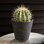 【斑入り】金鯱 サボテン 金鯱錦 多肉植物 斑入りサボテン キンシャチ 金シャチ