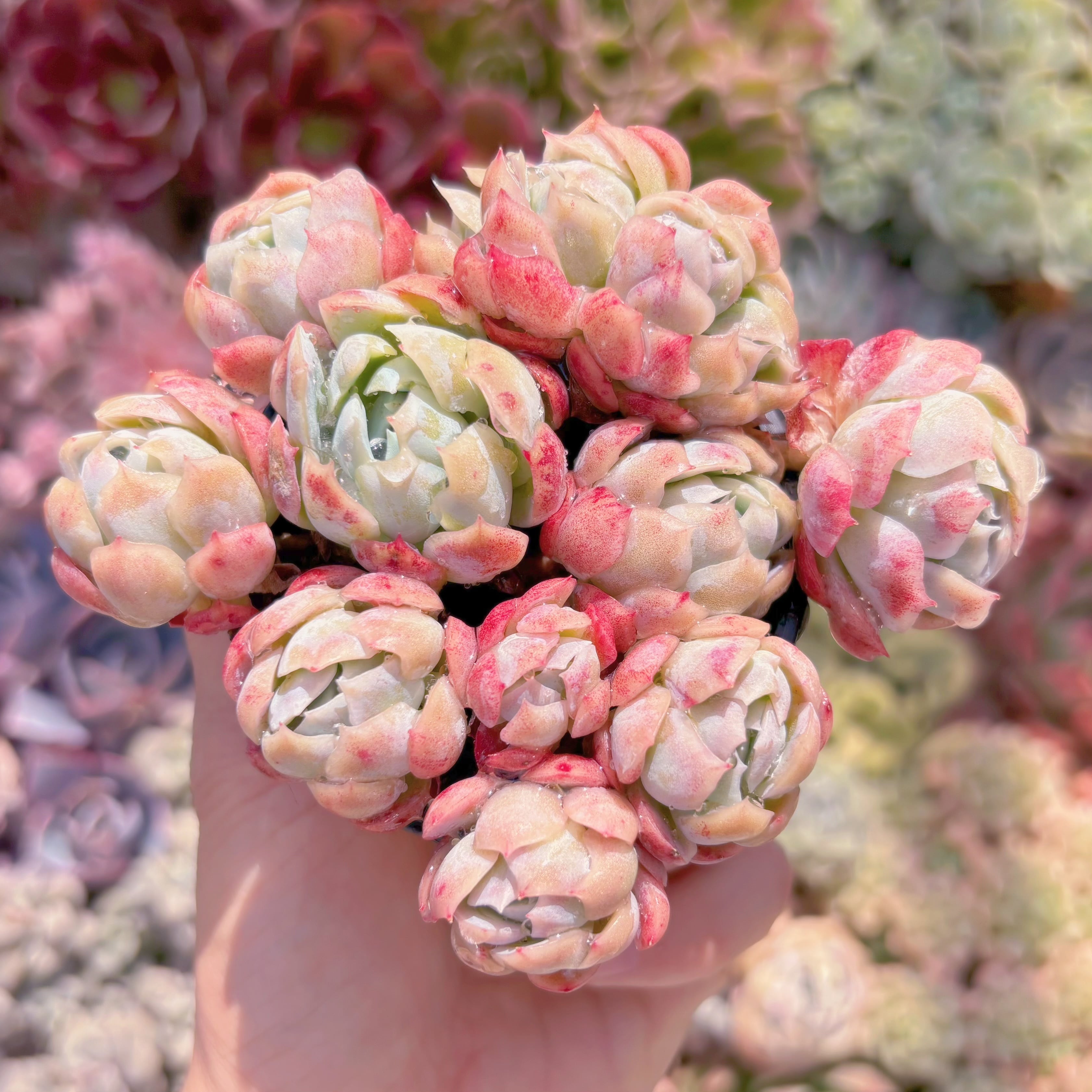 現品　クリームベリー#666　群生　るる農園