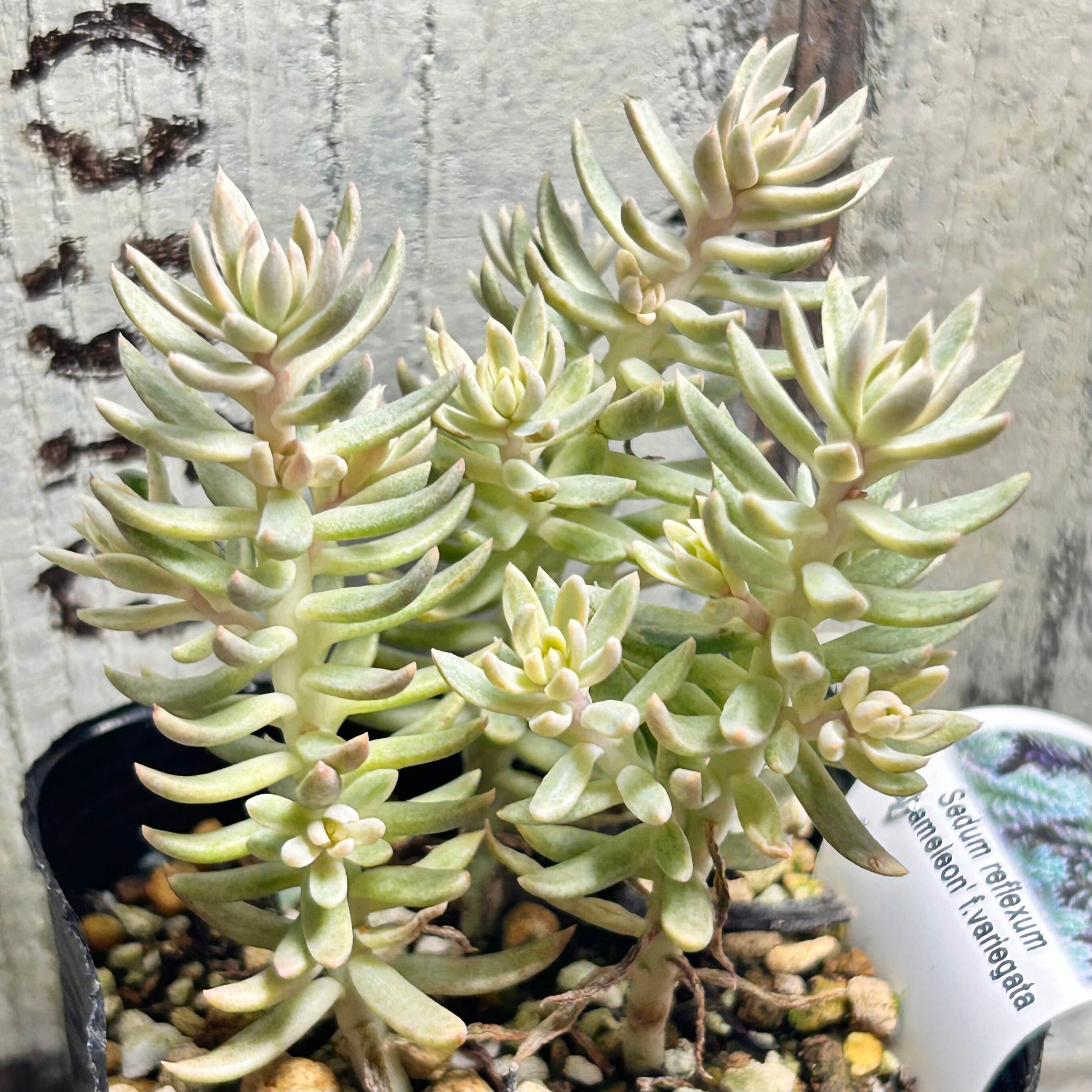 多肉植物 | RuPo 多肉植物専門店