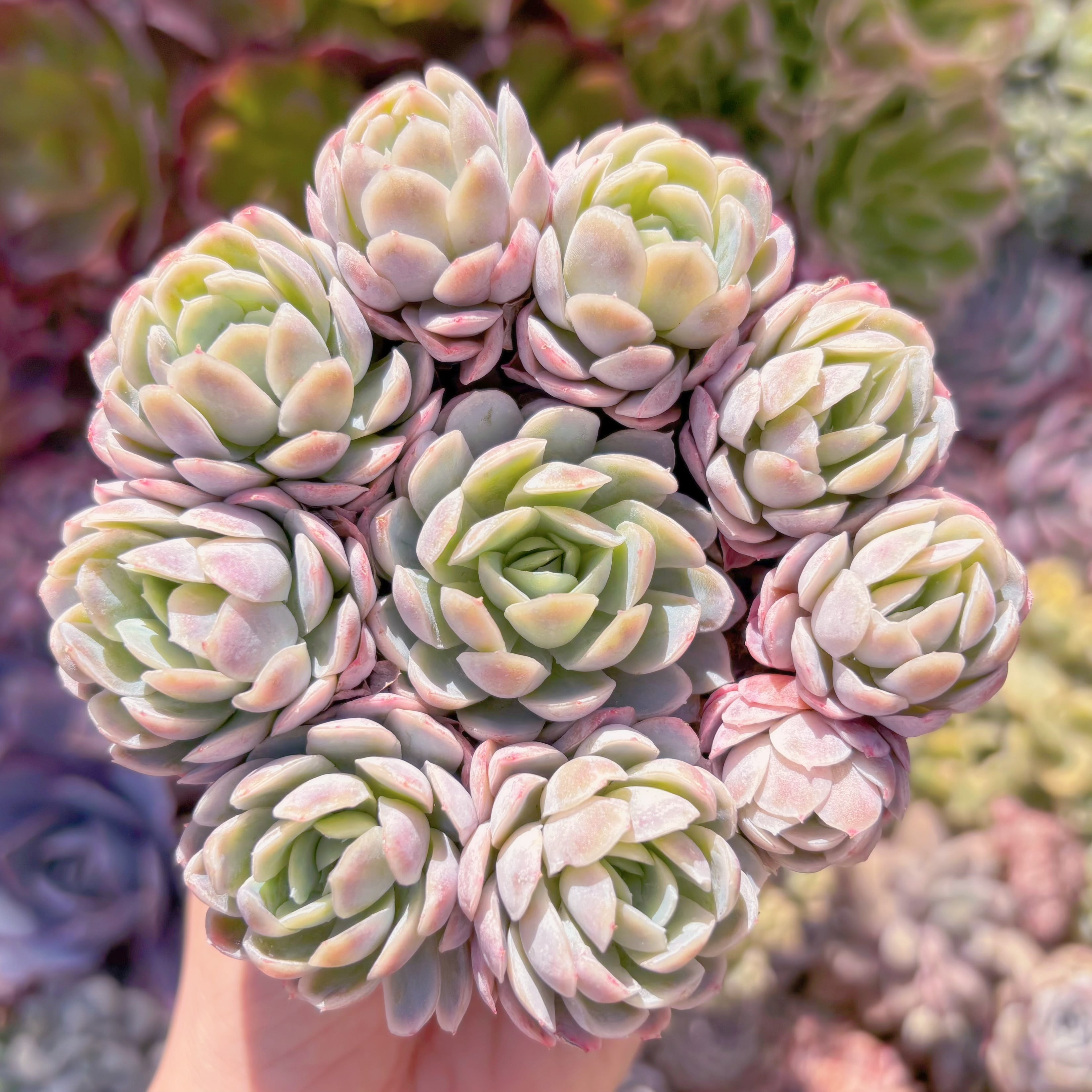 現品　ラズベリーアイス錦#571　群生　新入荷　るる農園