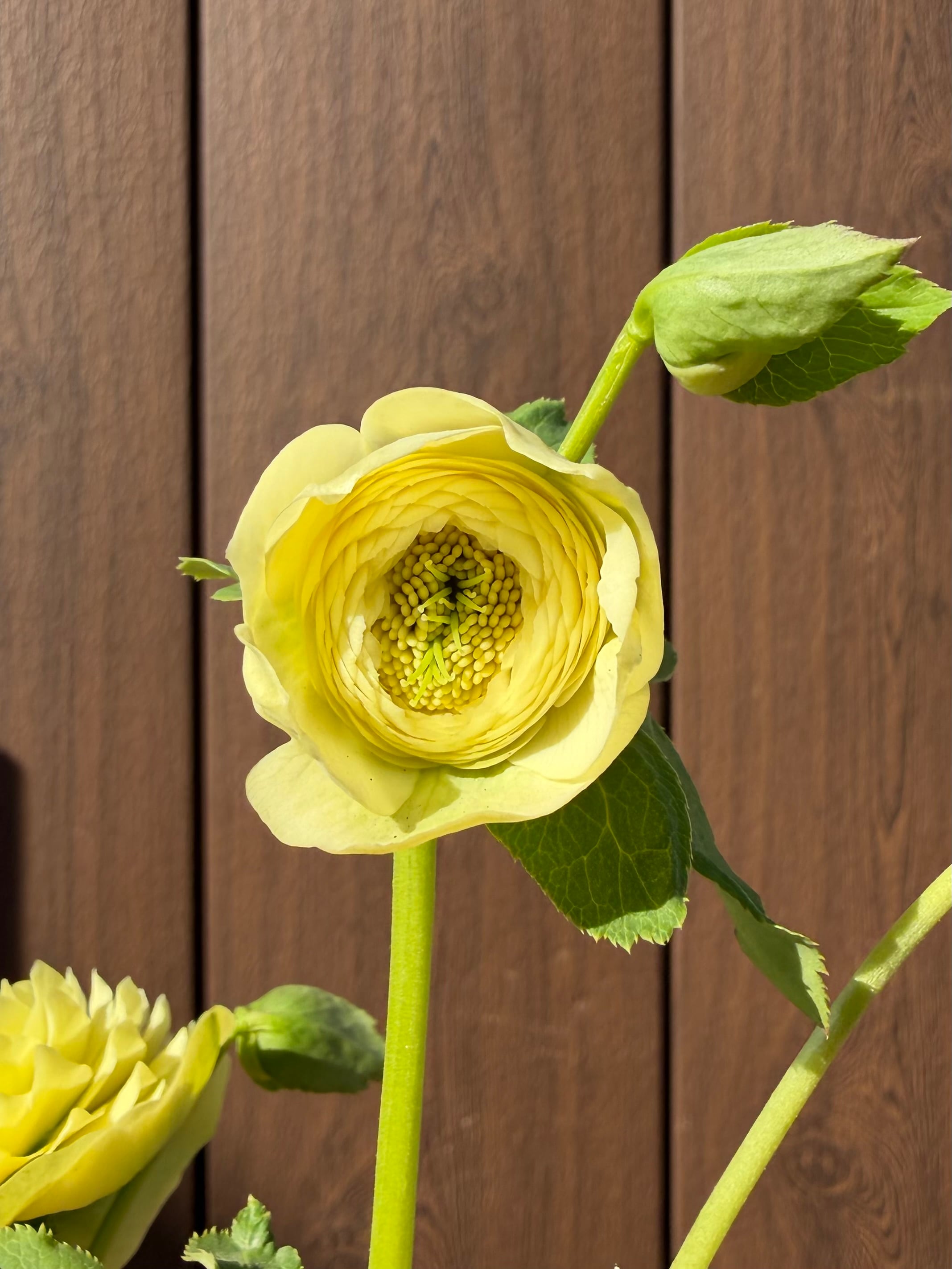 アフロディーテ フル系×超アフロ交配 加藤農園 クリスマスローズ