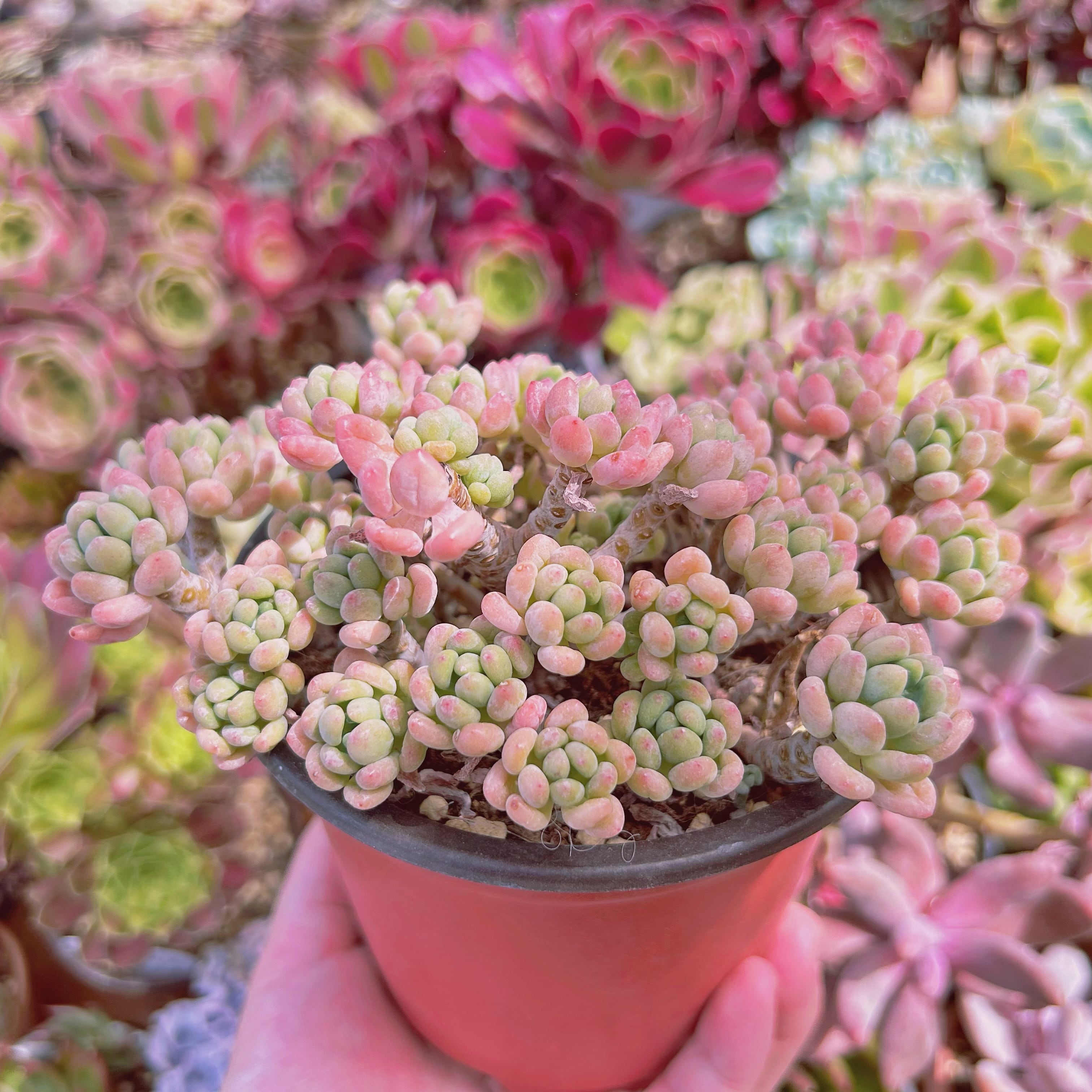 多肉植物　ターリー　古株抜き苗 多肉植物 ターリー 古株抜き苗 【公式通販】