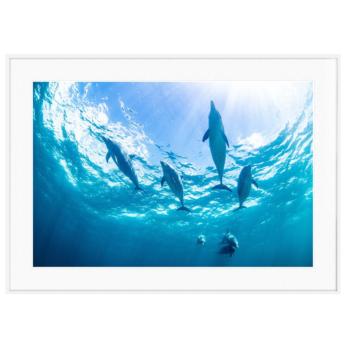 夏写真 バハマのイルカ インテリアアートポスター額装 AS0265