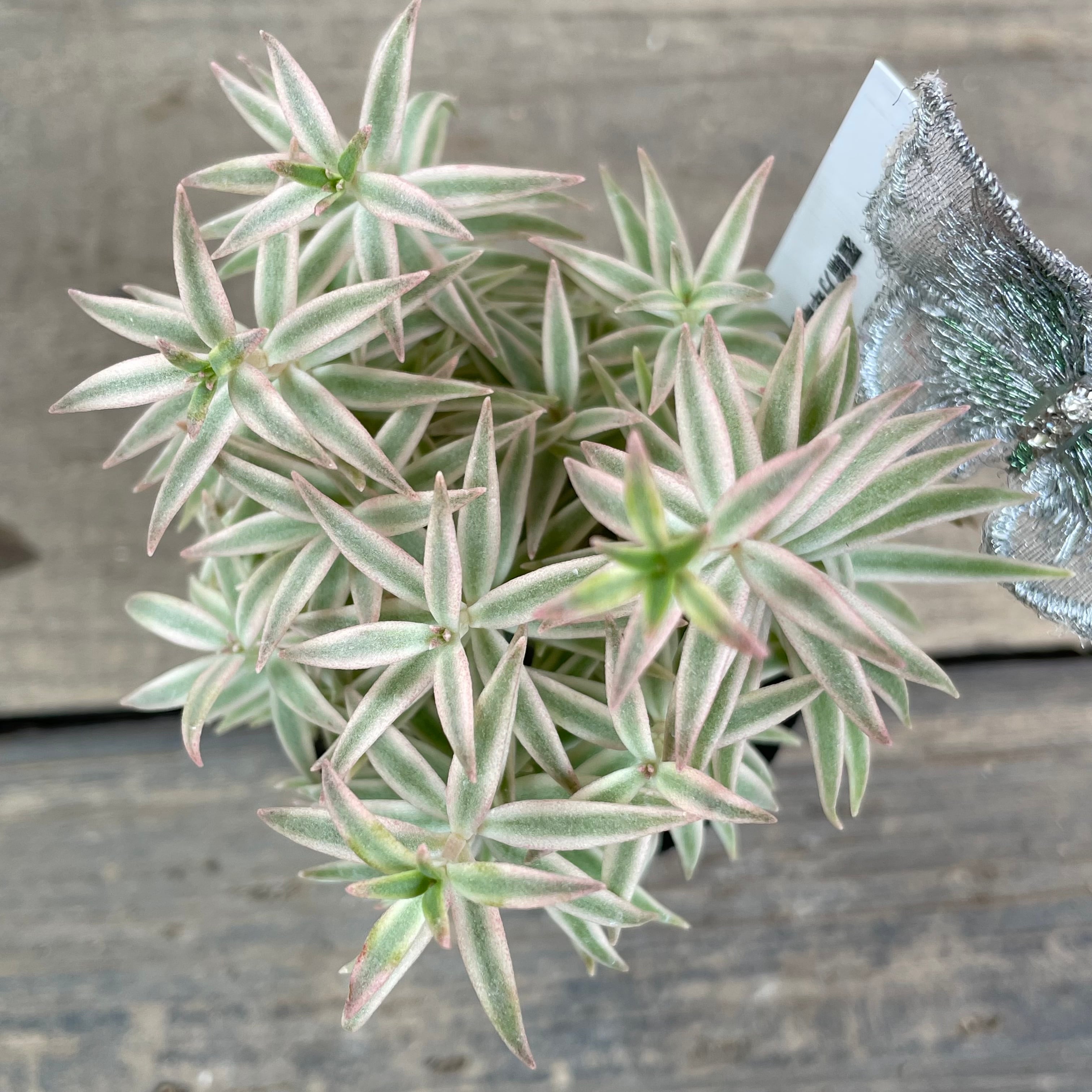 覆輪万年草(笹姫 | RuPo 多肉植物専門店
