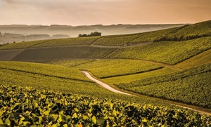 ★初登場ワイン★【ラ・シャブリジェンヌ】ブルゴーニュ シャルドネ 2022