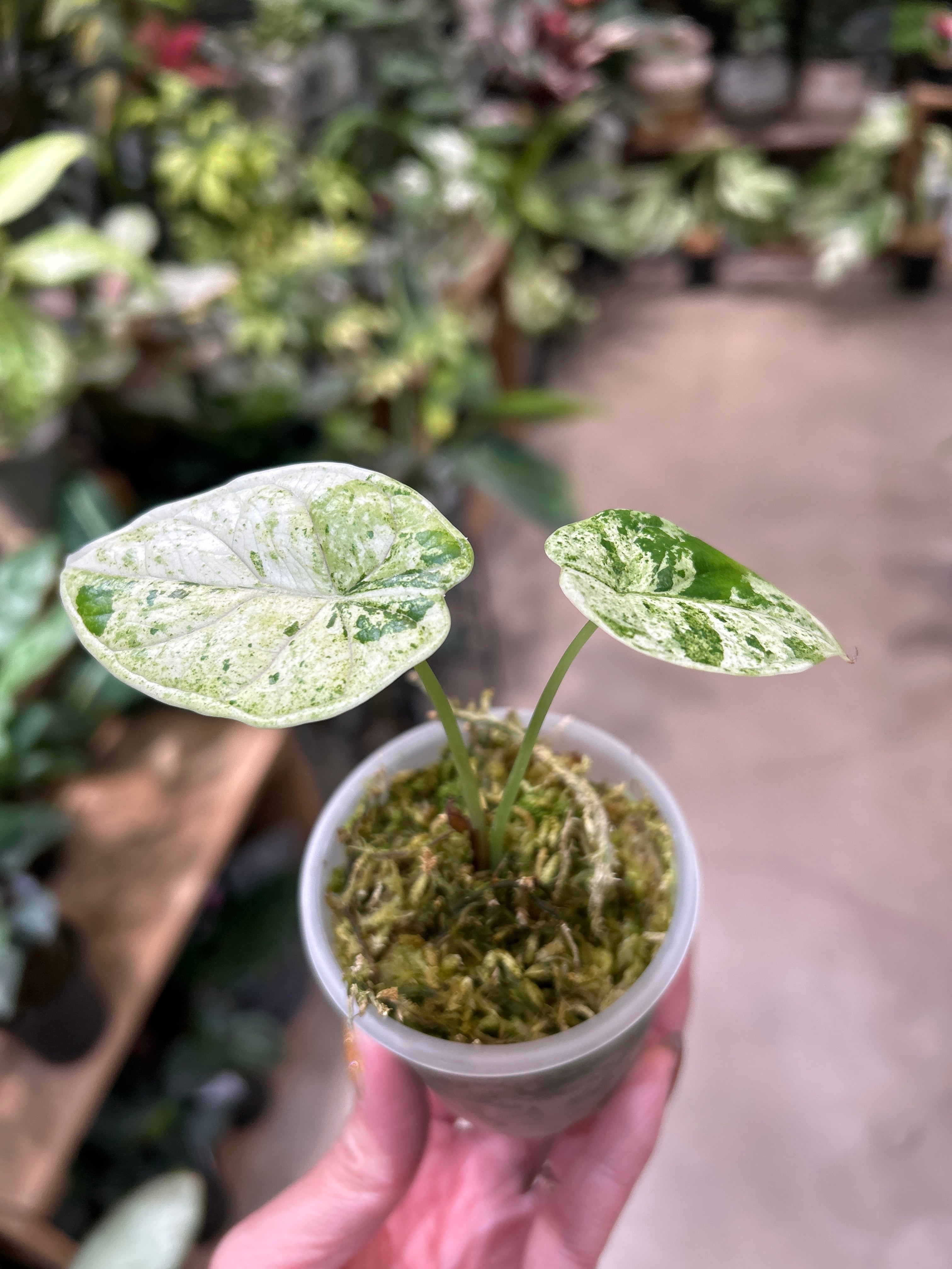 B フィロデンドロン キャラメルマーブル ファイヤータイガー