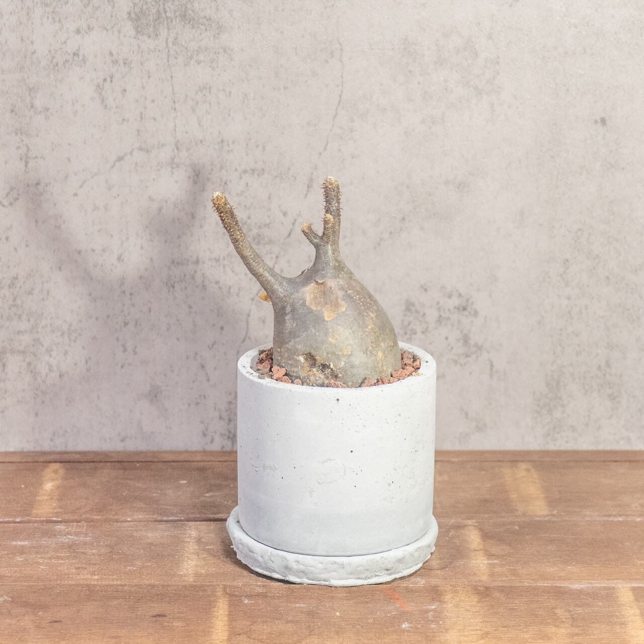 グラキリス(26cm胴回り)|現地株らしい荒肌と生命感あふれる枝ぶり【発根済】【虫発生抑制/手作りモルタル鉢】