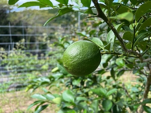【1.5kg】棚田グリーンレモン(ラフマイヤー) 【無消毒・防腐材不使用】