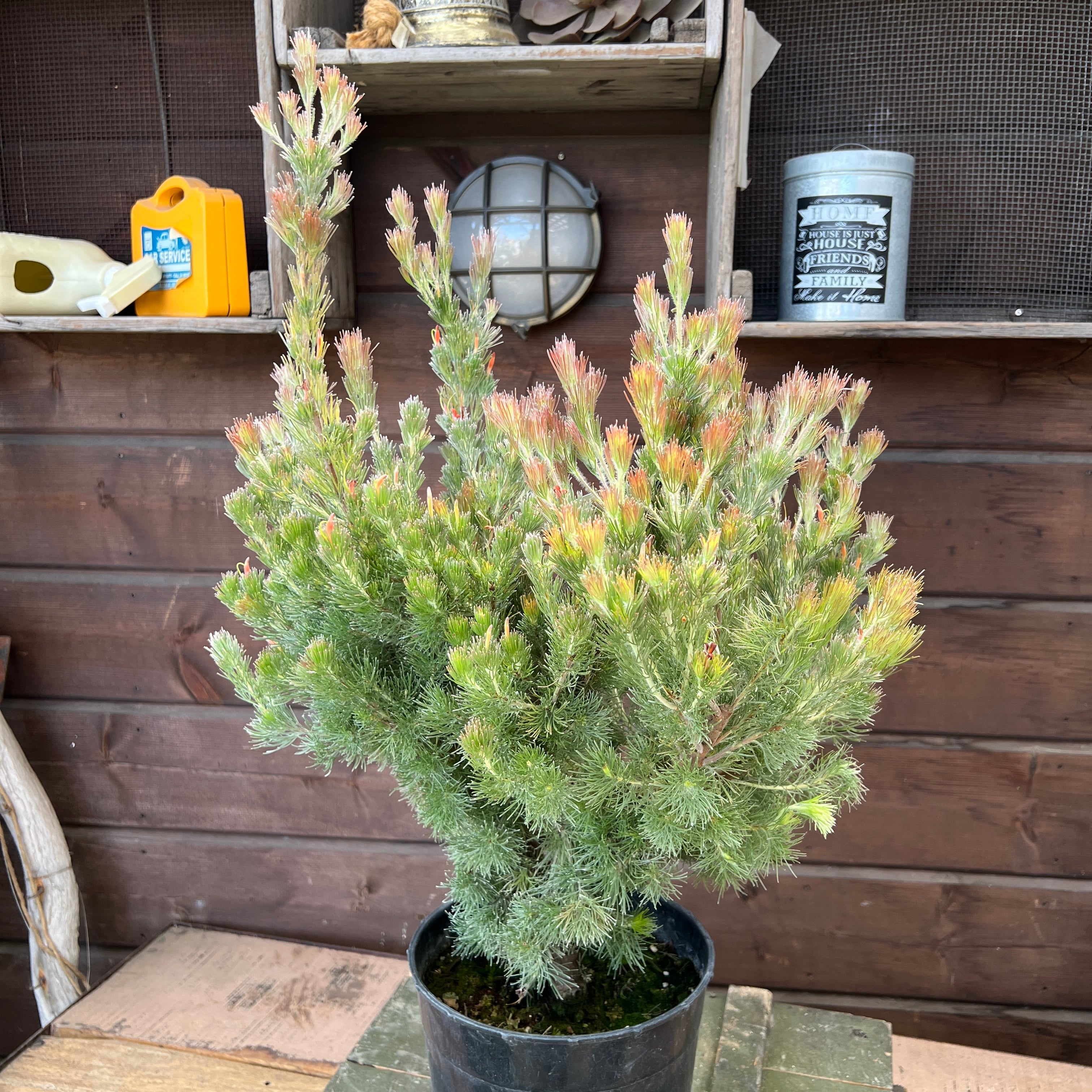 アデナンサス　ルーラタン　7号 アデナンサス ルーラタン | 沼ノ上農園