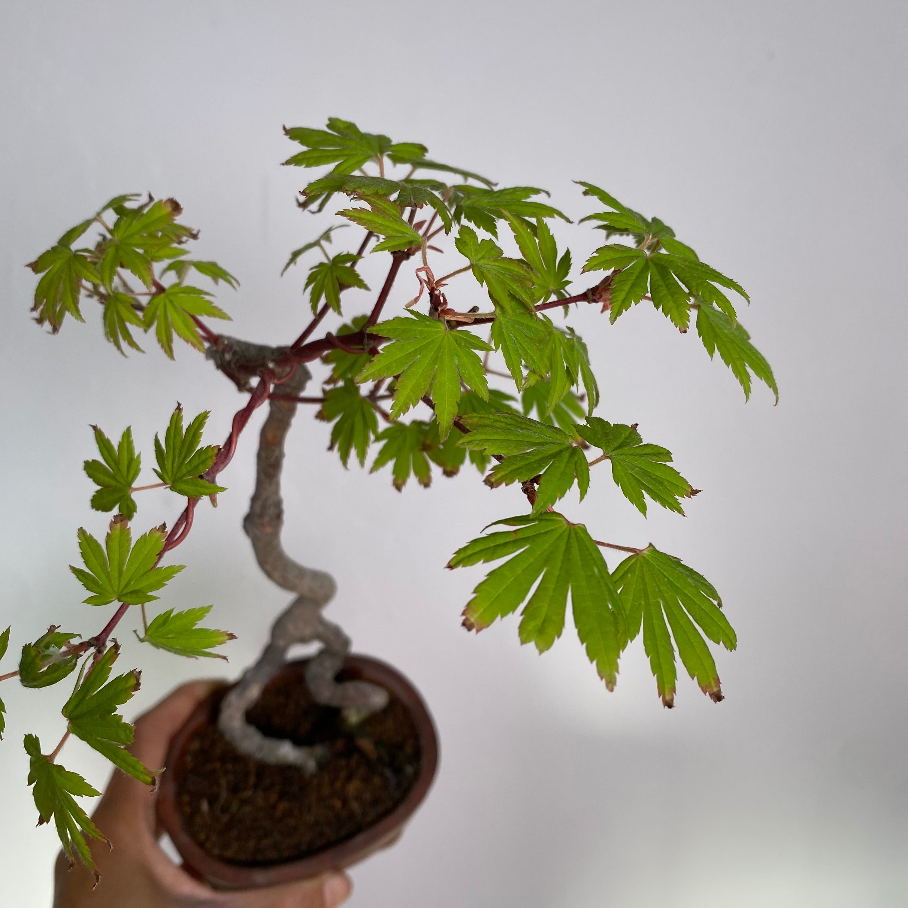 コハウチワカエデのミニ盆栽｜高さ 約32cm | BONSAI Labo ウエブショップ