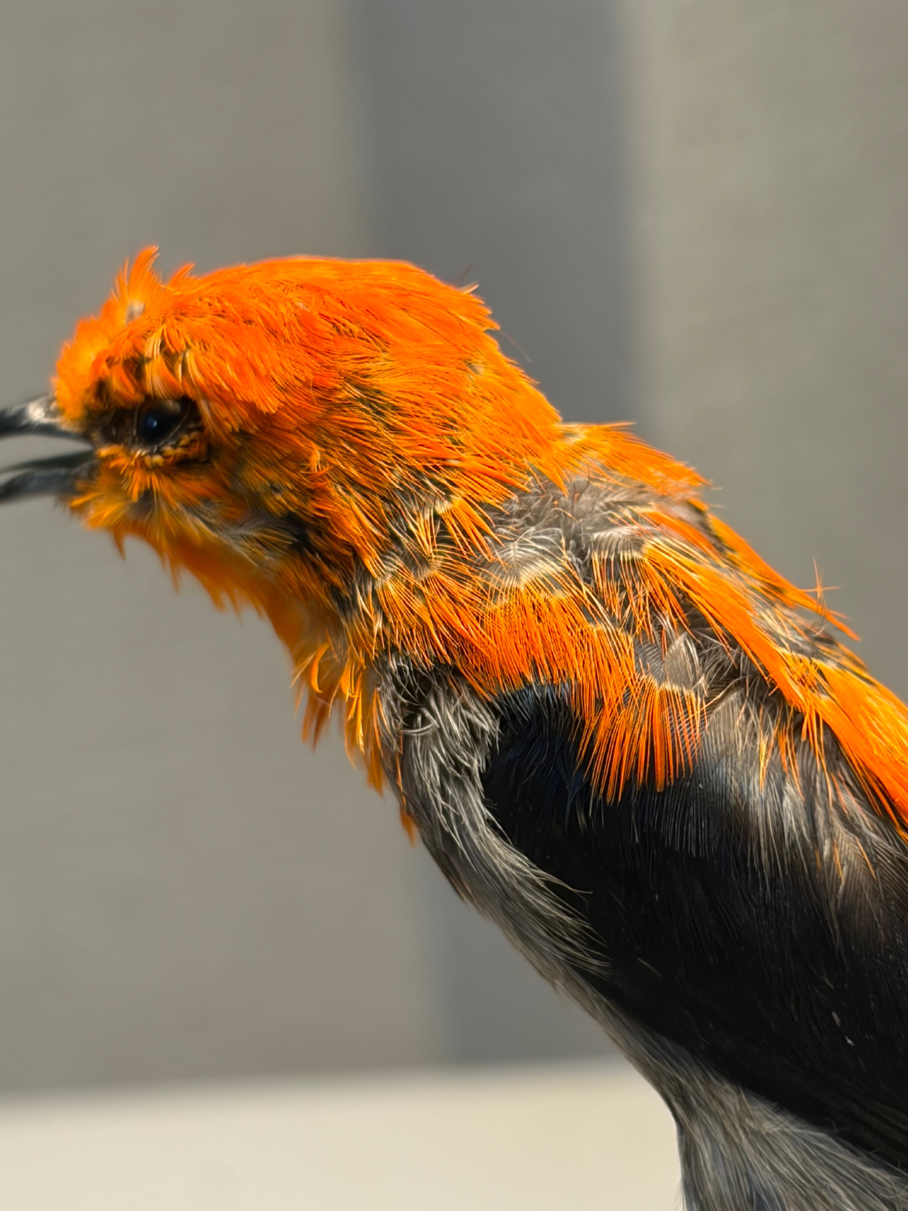 鳥剥製】ショウジョウハナドリ インコ フクロウ カラス オウム ハト