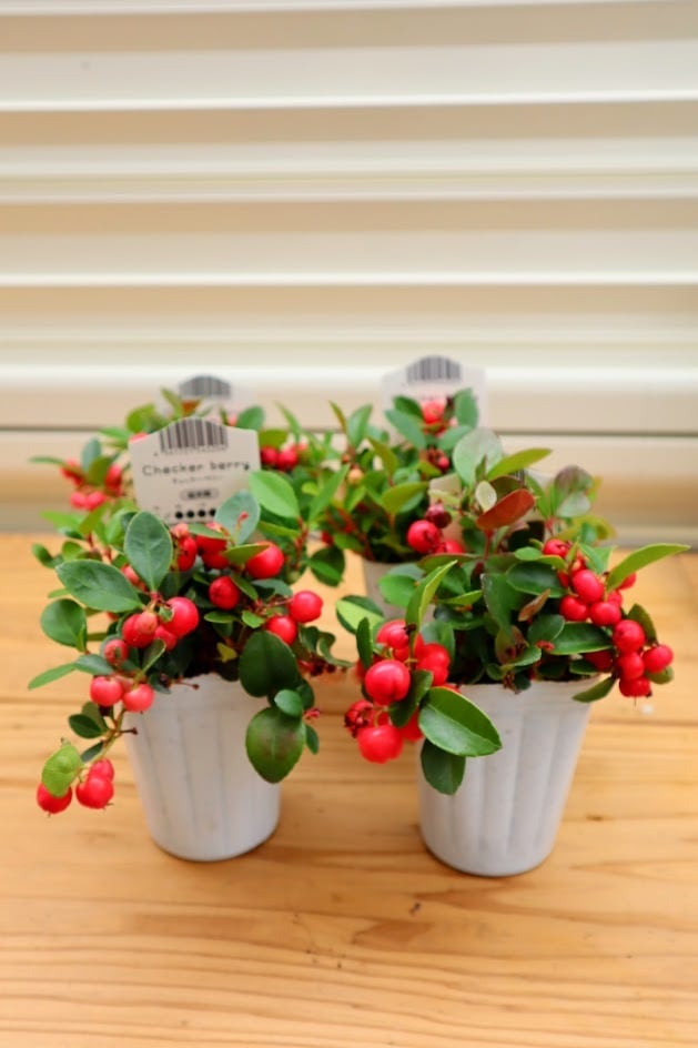 チェッカーベリー様 チェッカーベリー 5号｜花木04-PA | 花木・庭木 | 赤塚植物園