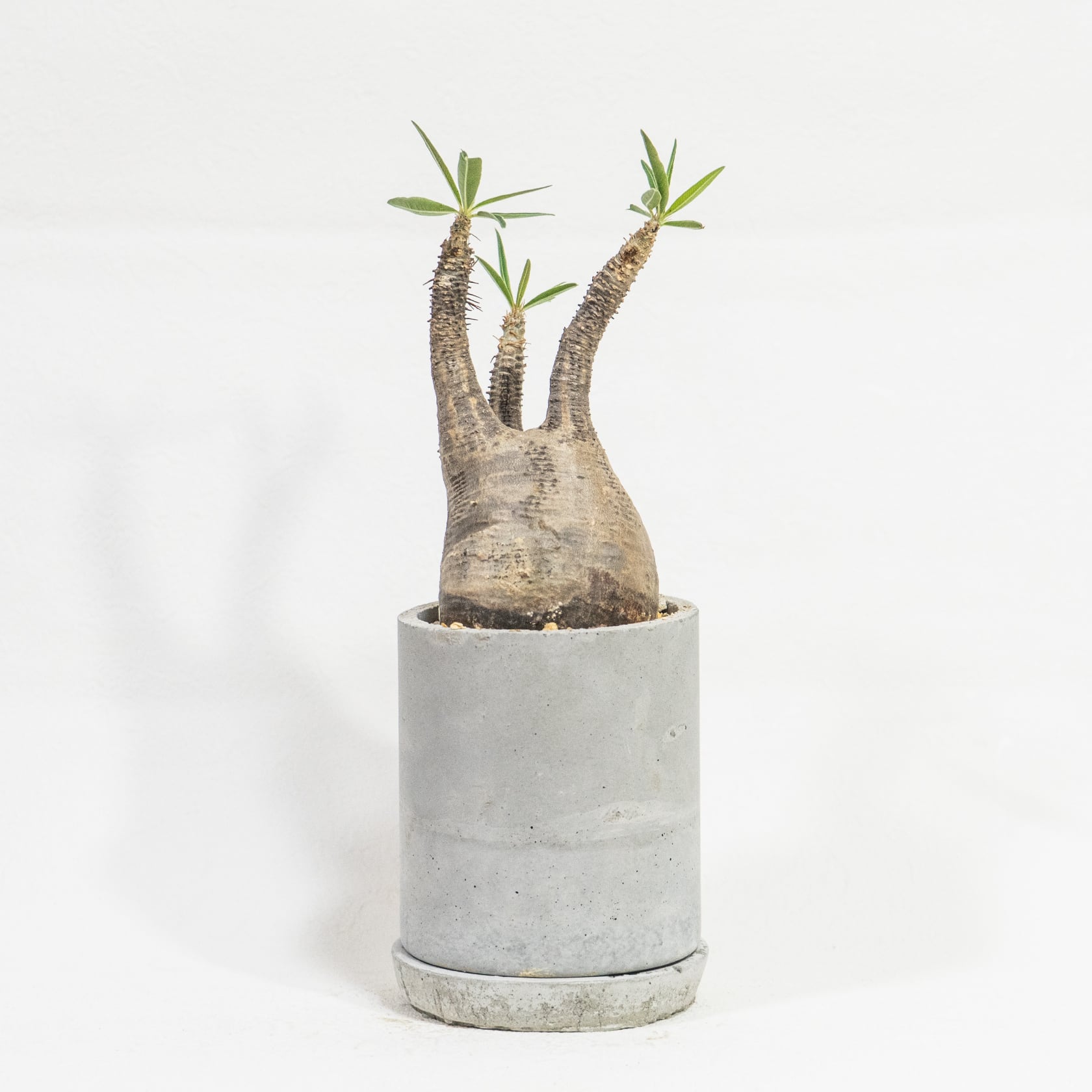 ≪ レア植物 ≫ユニークな曲線がつくる、癒しのコーデックス