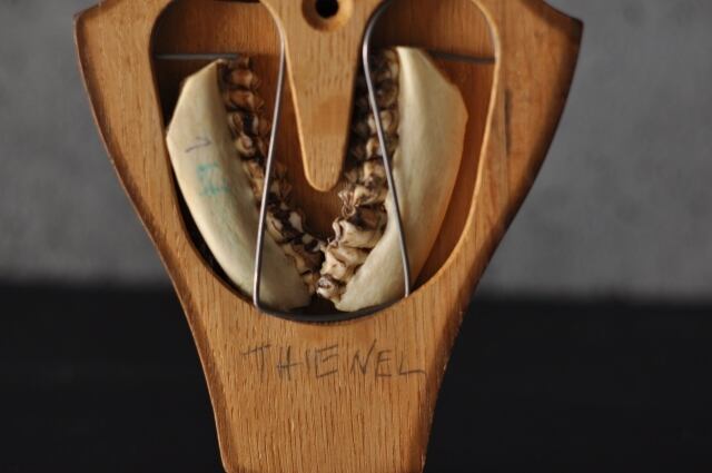 鹿のハンティングトロフィー