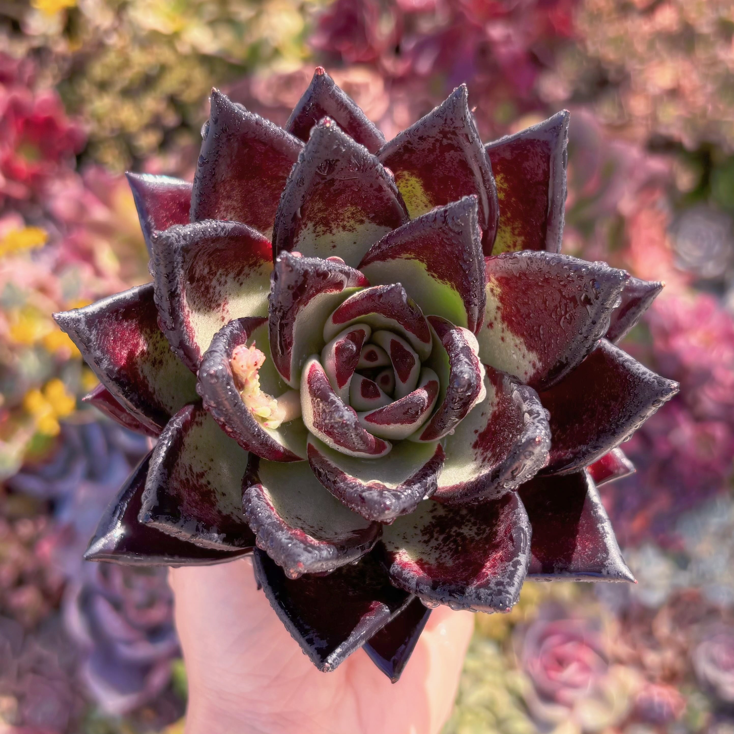 多肉植物　黒魔王　大苗　新入荷　るる農園