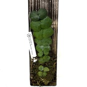 ディスキディア sp. Vietnam【576】