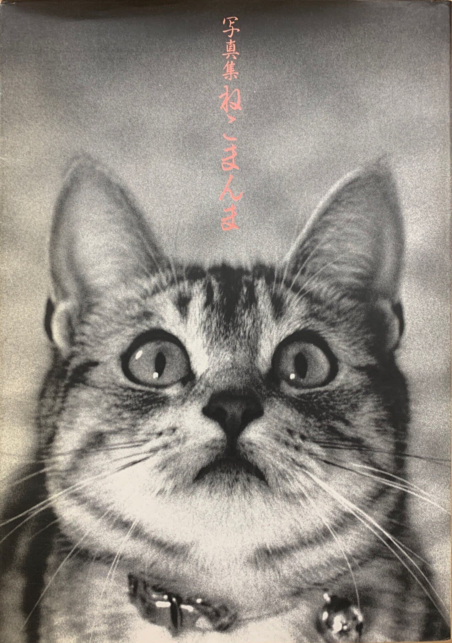 STREET CATS ～のらねこ。写真集～（写真集） | 猫本サロン 京都三条 ...
