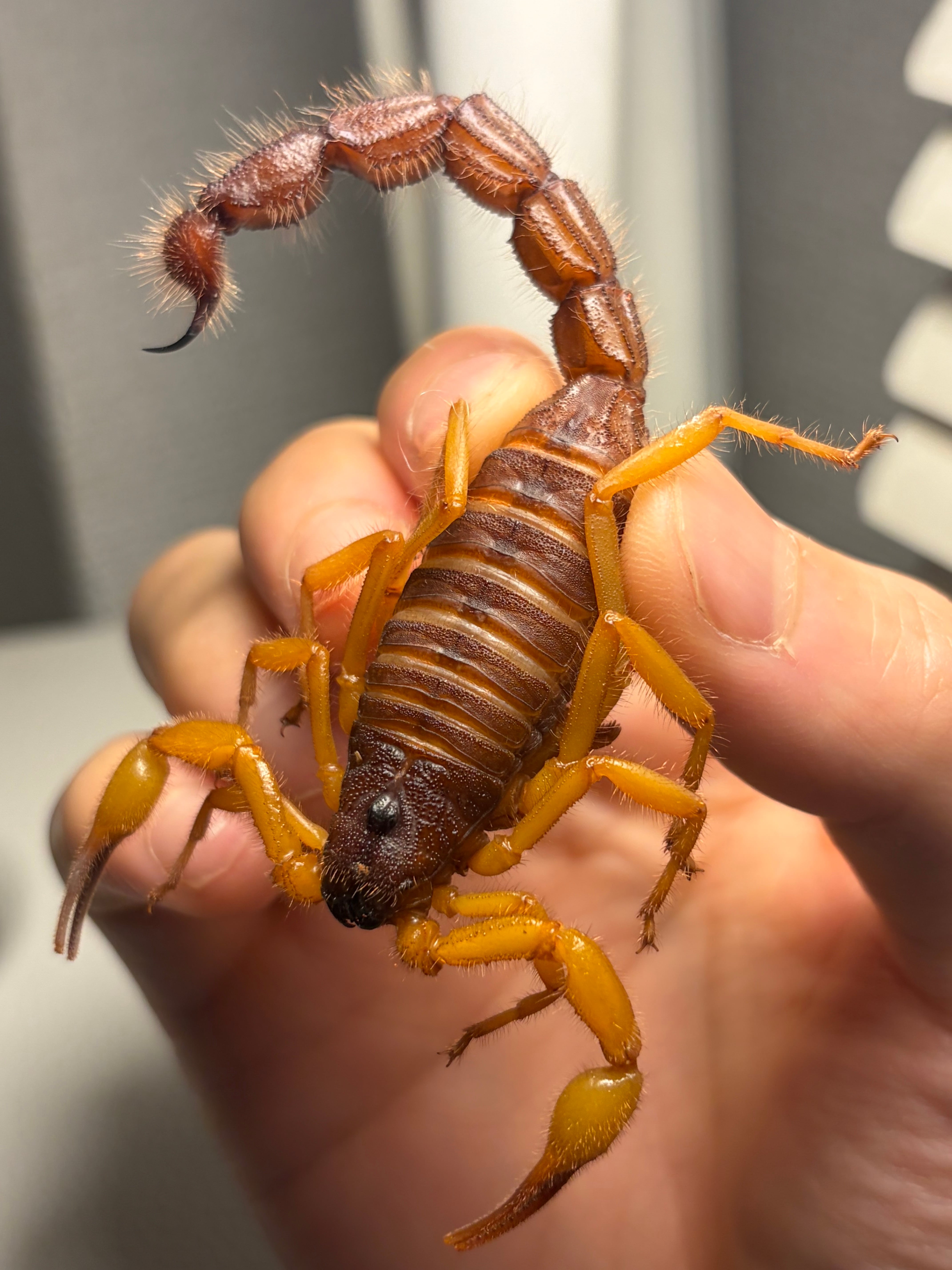 蠍標本】Hottentotta属のキョクトウサソリ？or デザートヘアリー 蠍