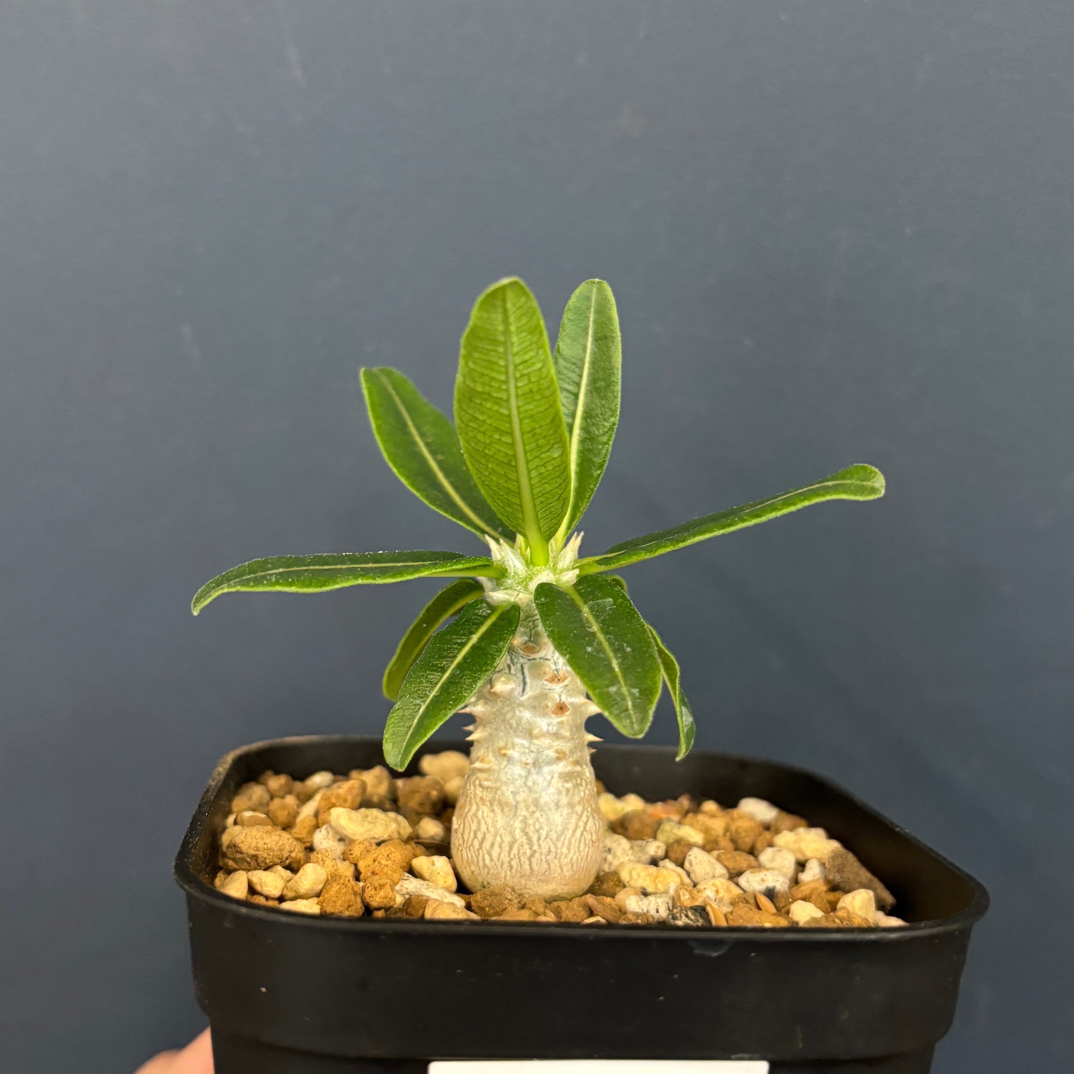 パキポディウム タッキー 【公式通販】