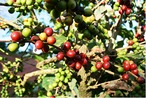 【Ilam Coffee/イラム コーヒー】（ネパール/イラム産：150g）5個セット