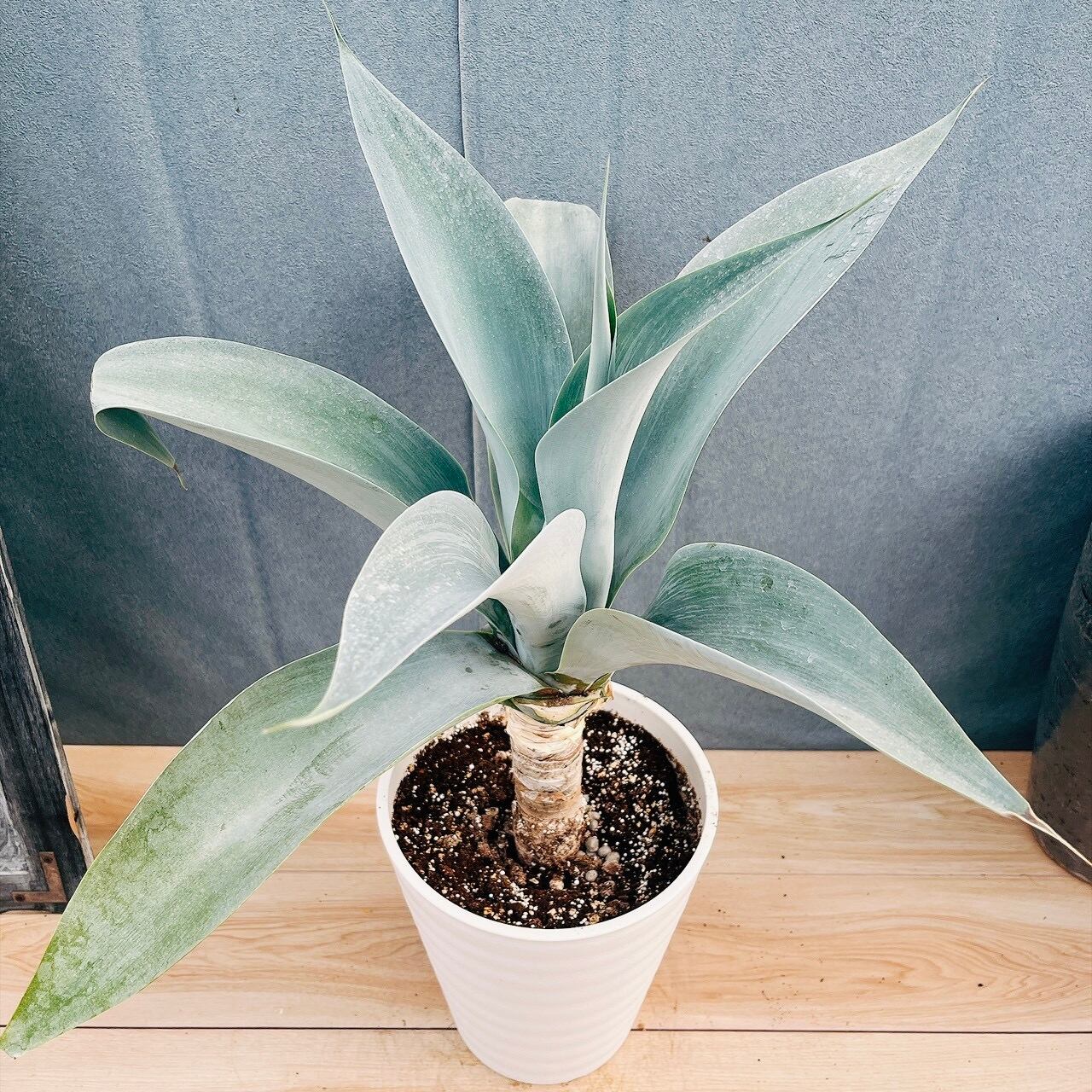 ［現品］【希少】4番　アロエ　ポリフェラ　6号　観葉植物　レア　室内　屋外　多肉 現品］【希少】32番 アロエ ポリフェラ 6号 観葉植物 レア 室内 屋外